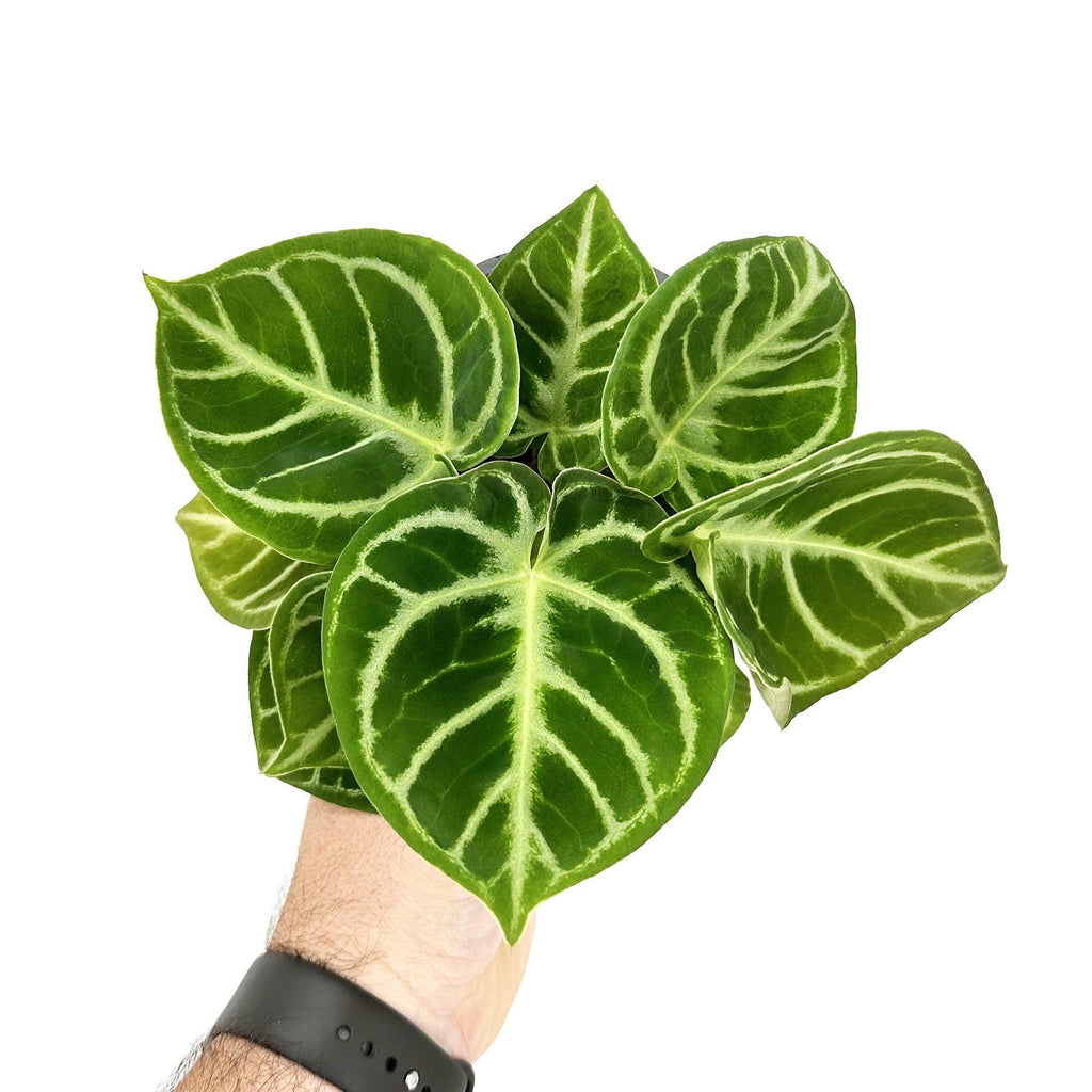 Anthurium ‘Dorayaki'