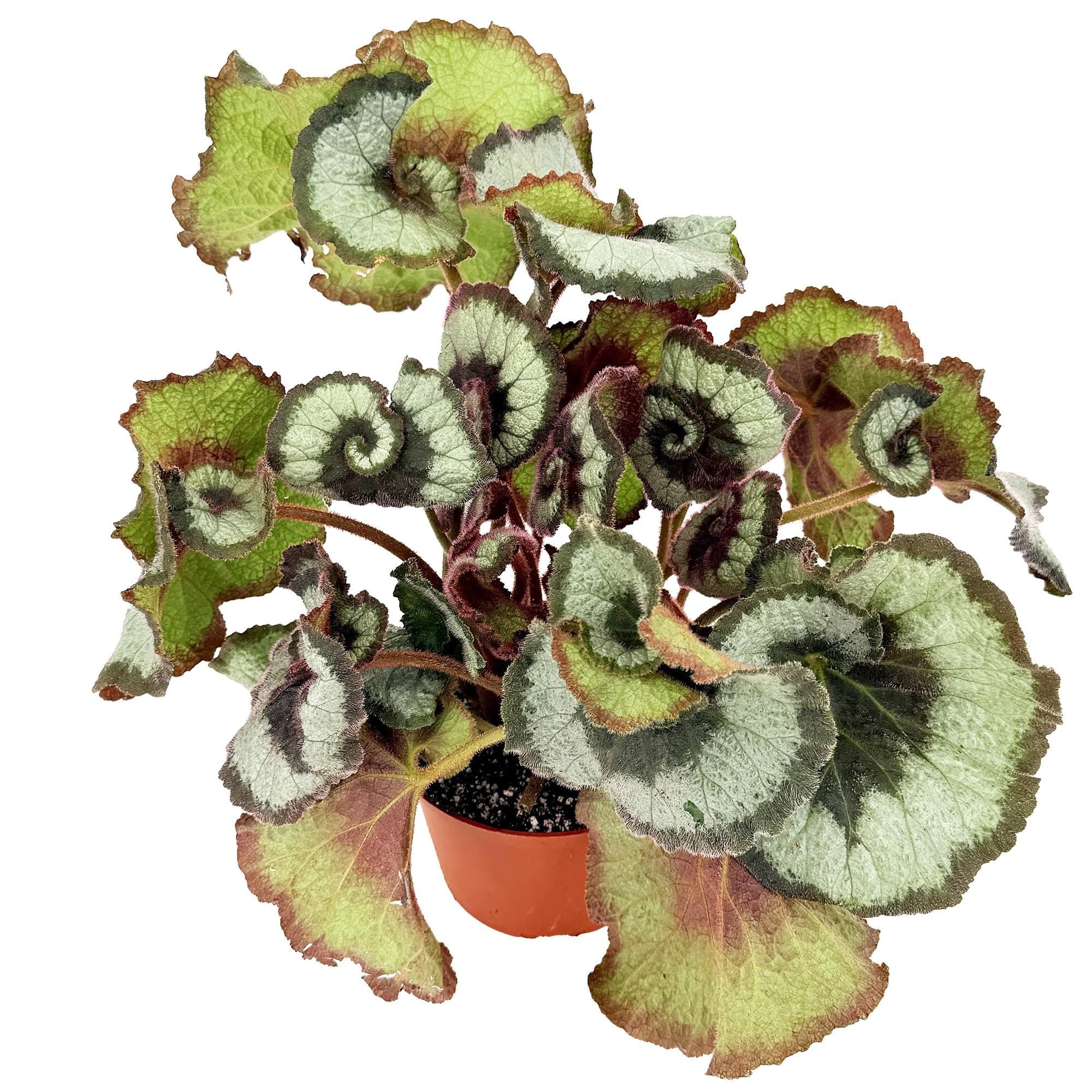 Begonia Rex 'Escargot'