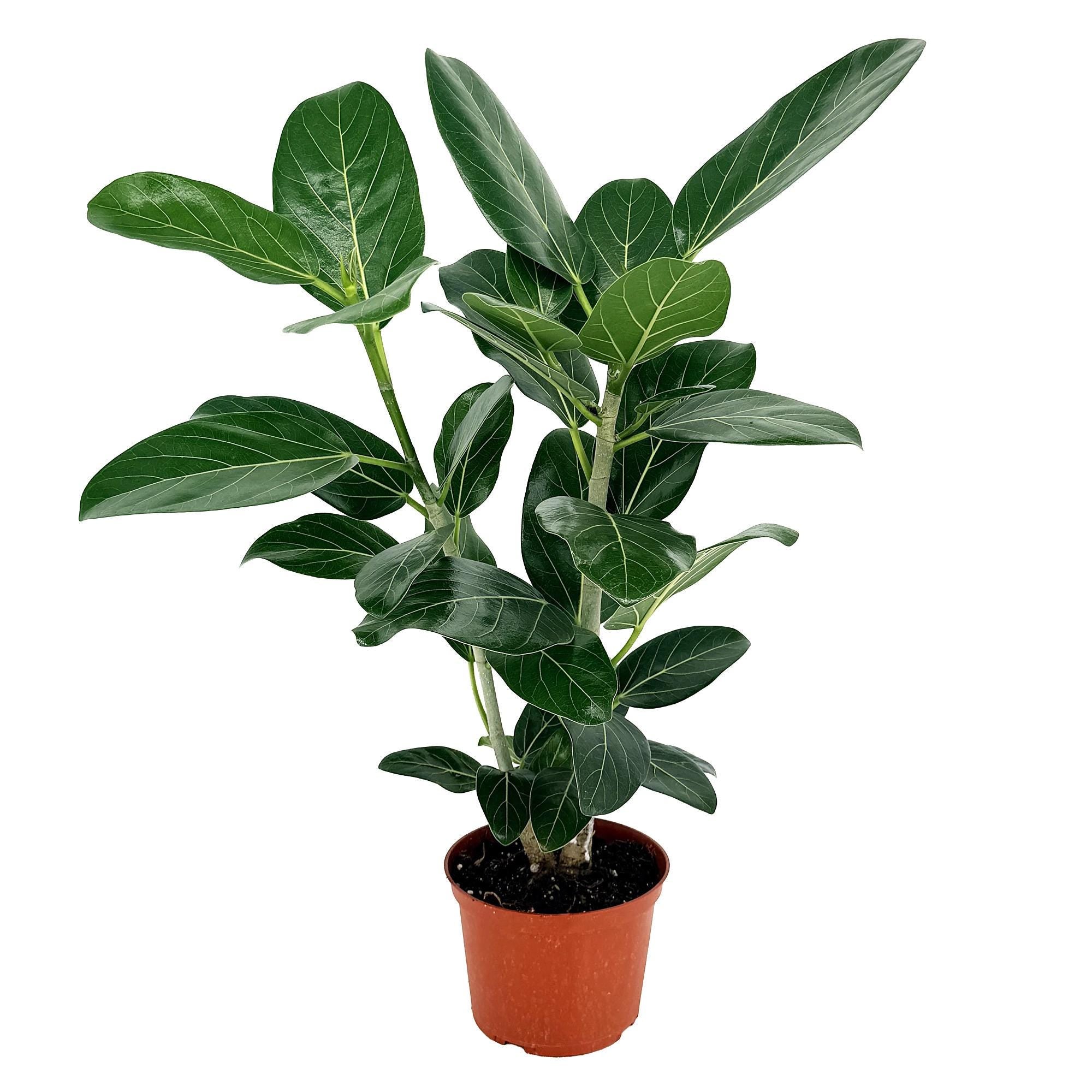 Ficus benghalensis 'Audrey'