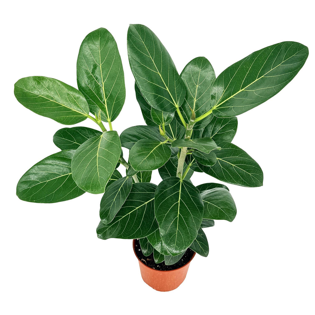 Ficus benghalensis 'Audrey'