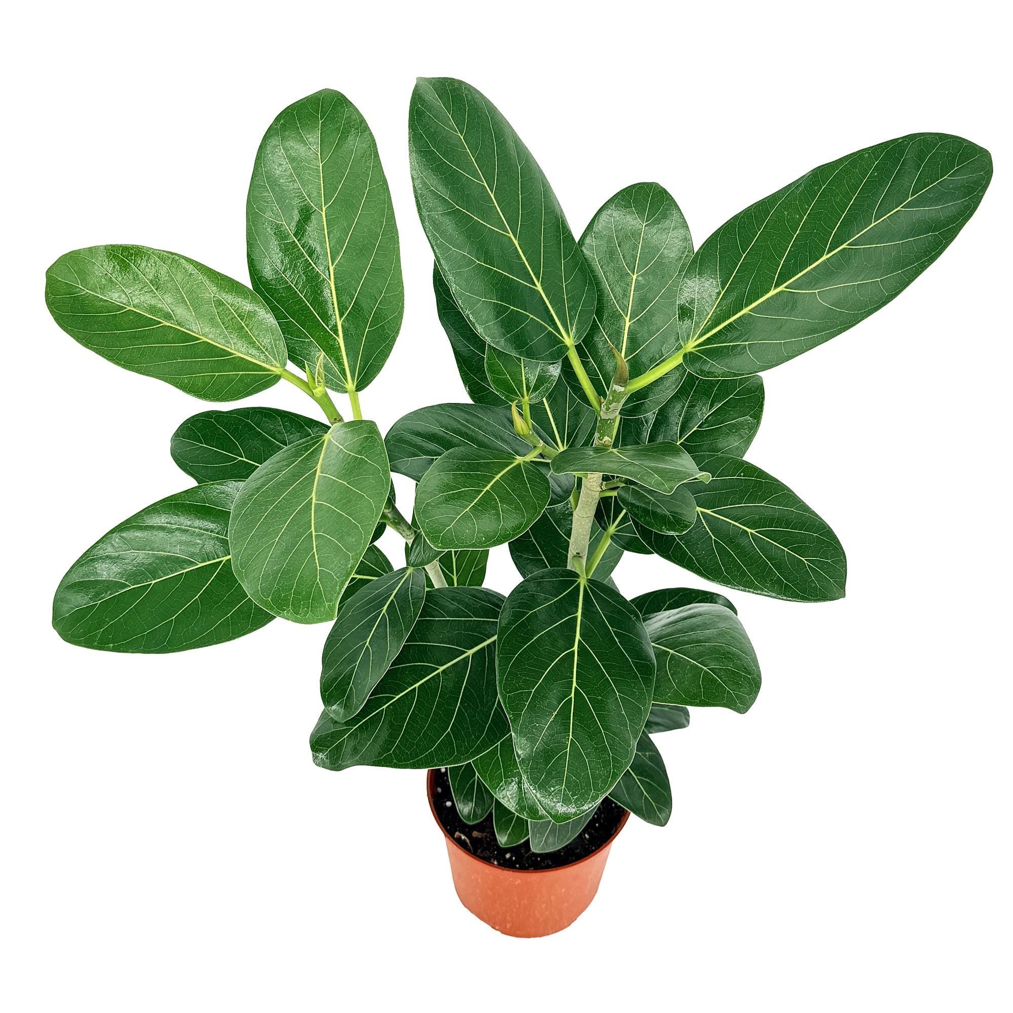 Ficus benghalensis 'Audrey'