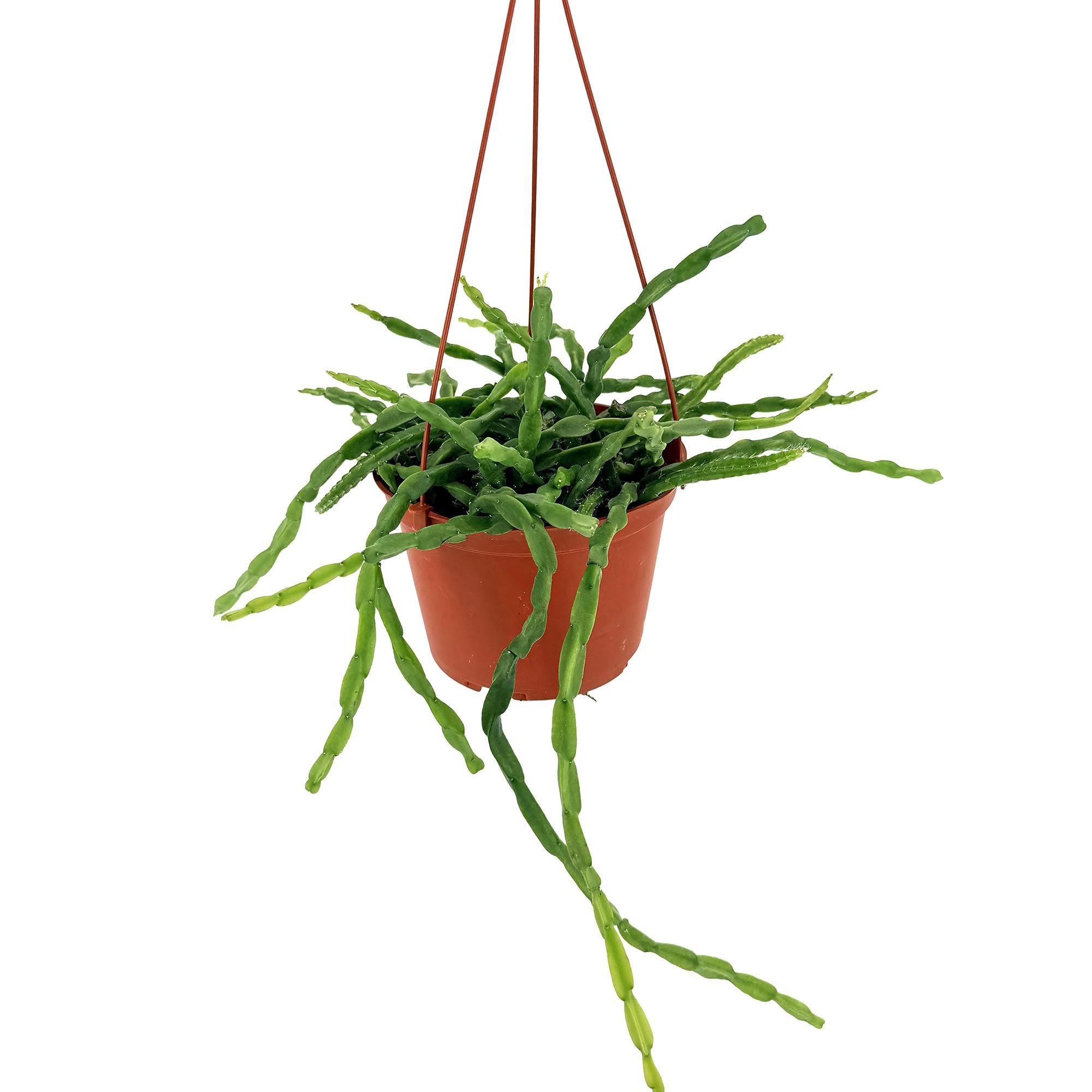 Rhipsalis paradoxa 'Chain Cactus'