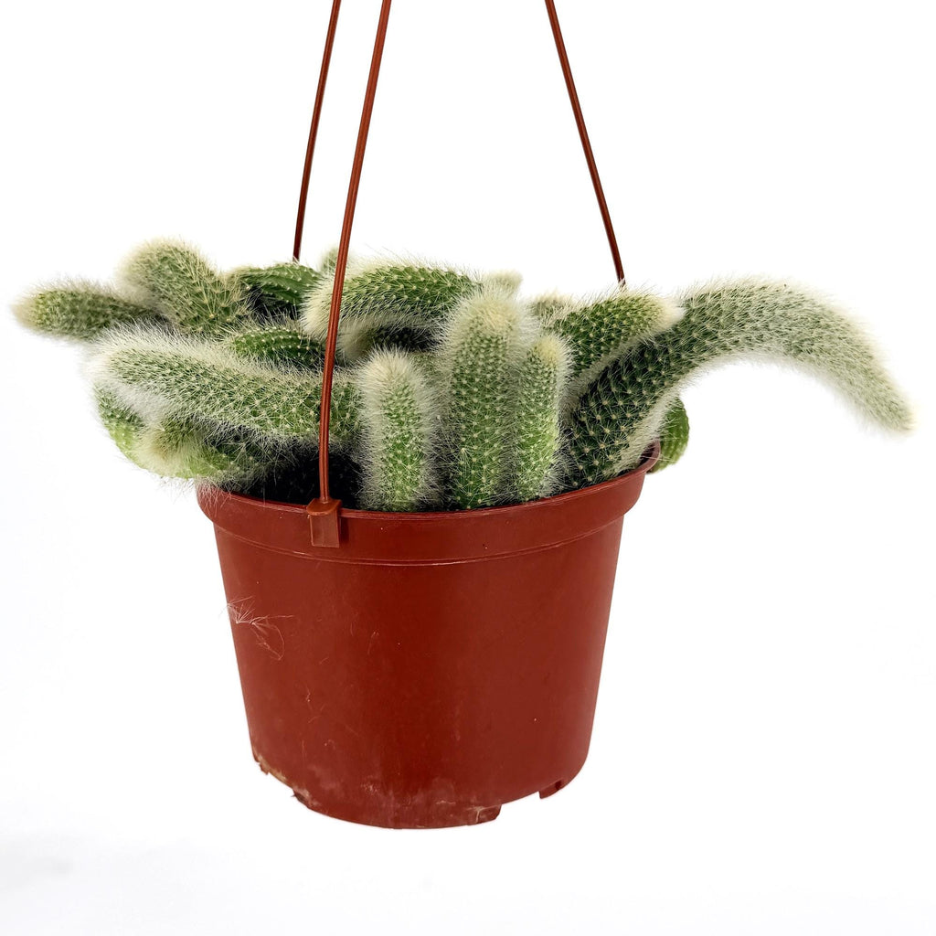 Hildewintera colademononis 'Monkey Tail Cactus'