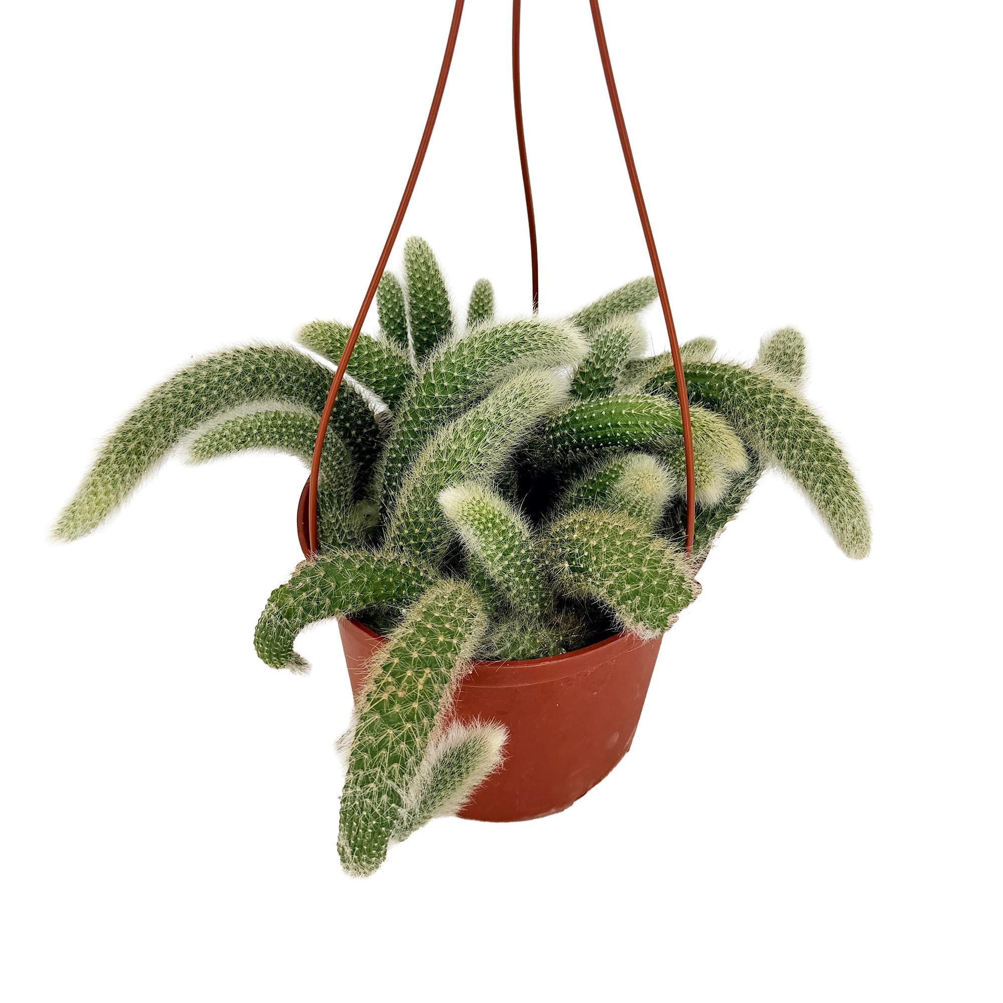 Hildewintera colademononis 'Monkey Tail Cactus'