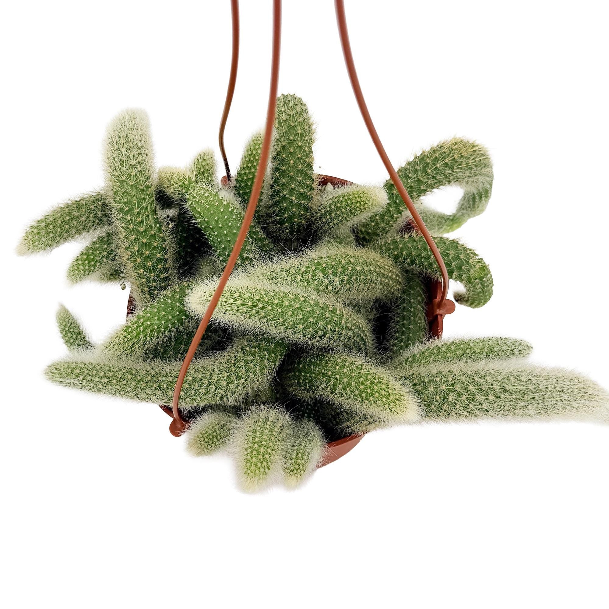 Hildewintera colademononis 'Monkey Tail Cactus'