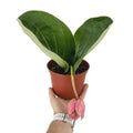 Medinilla magnifica ‘Showy Medinilla'