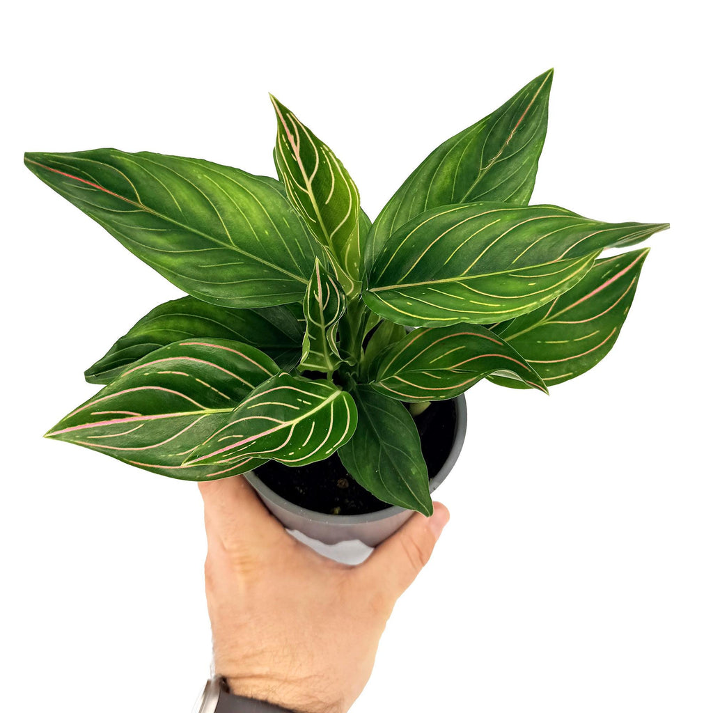 Aglaonema ‘Red Vein'