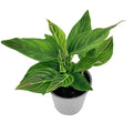Aglaonema ‘Red Vein'