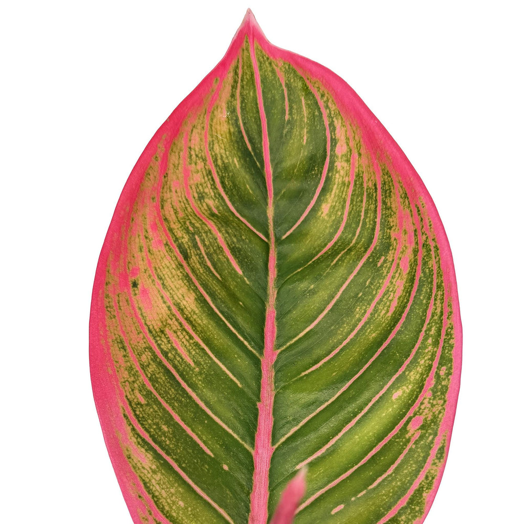 Aglaonema ‘Khanza'
