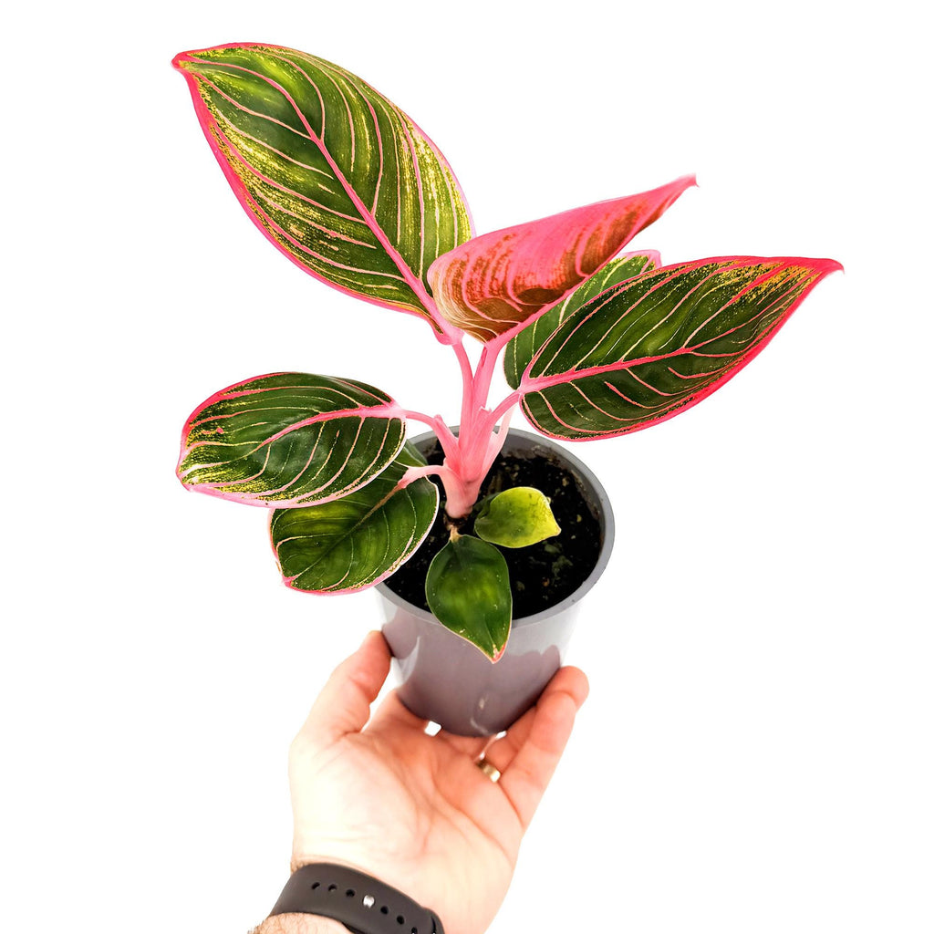 Aglaonema ‘Khanza'