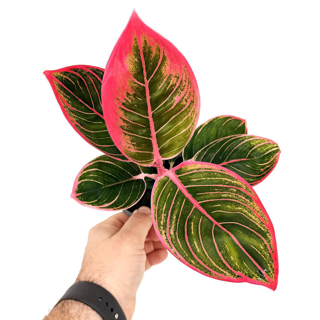 Aglaonema ‘Khanza'