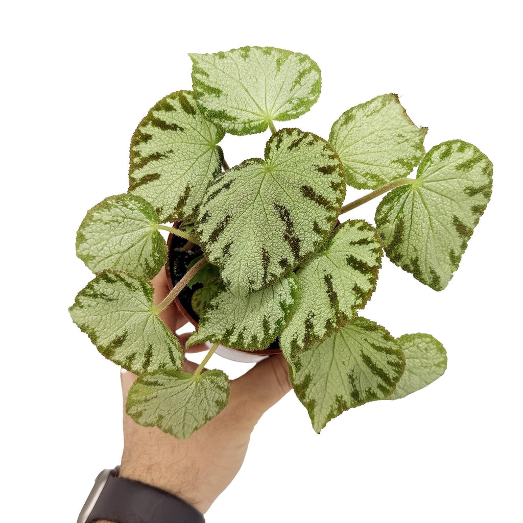 Begonia 'Silver Jewel'