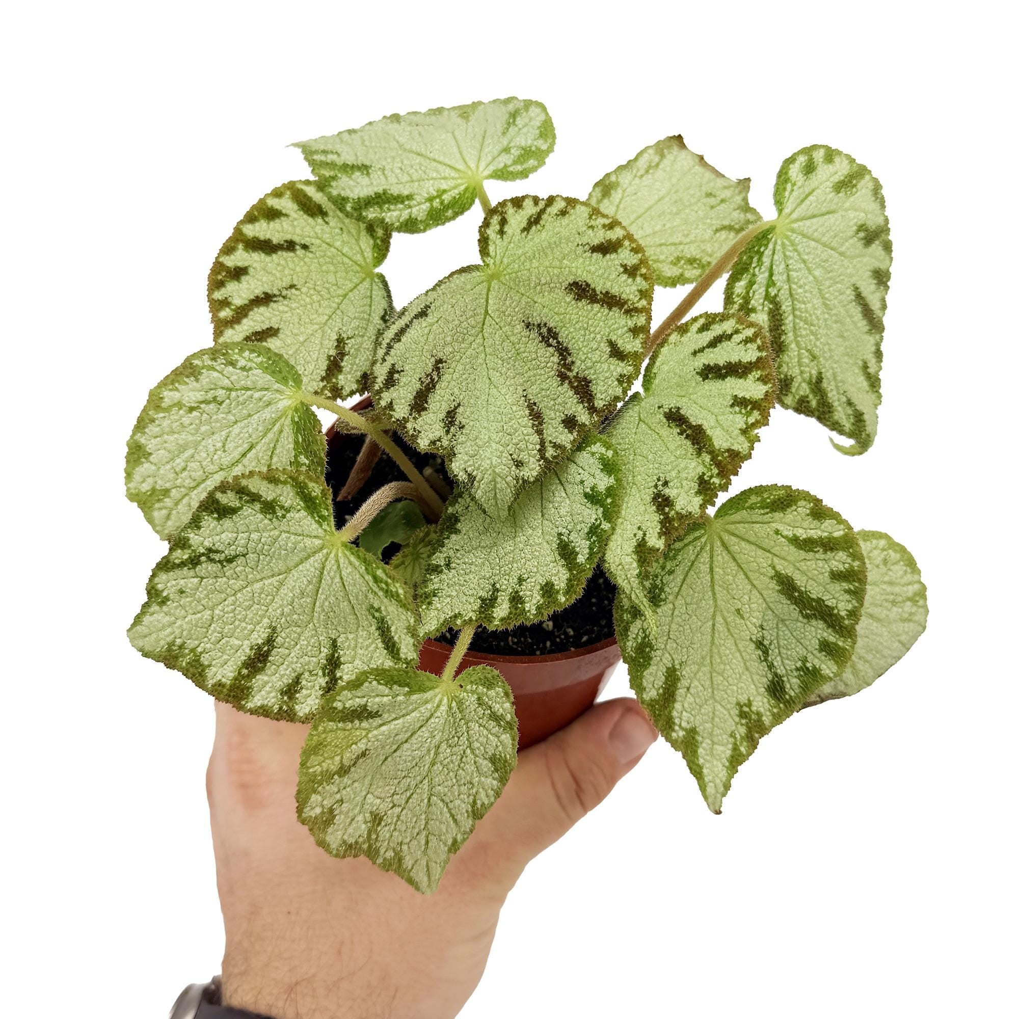 Begonia 'Silver Jewel'