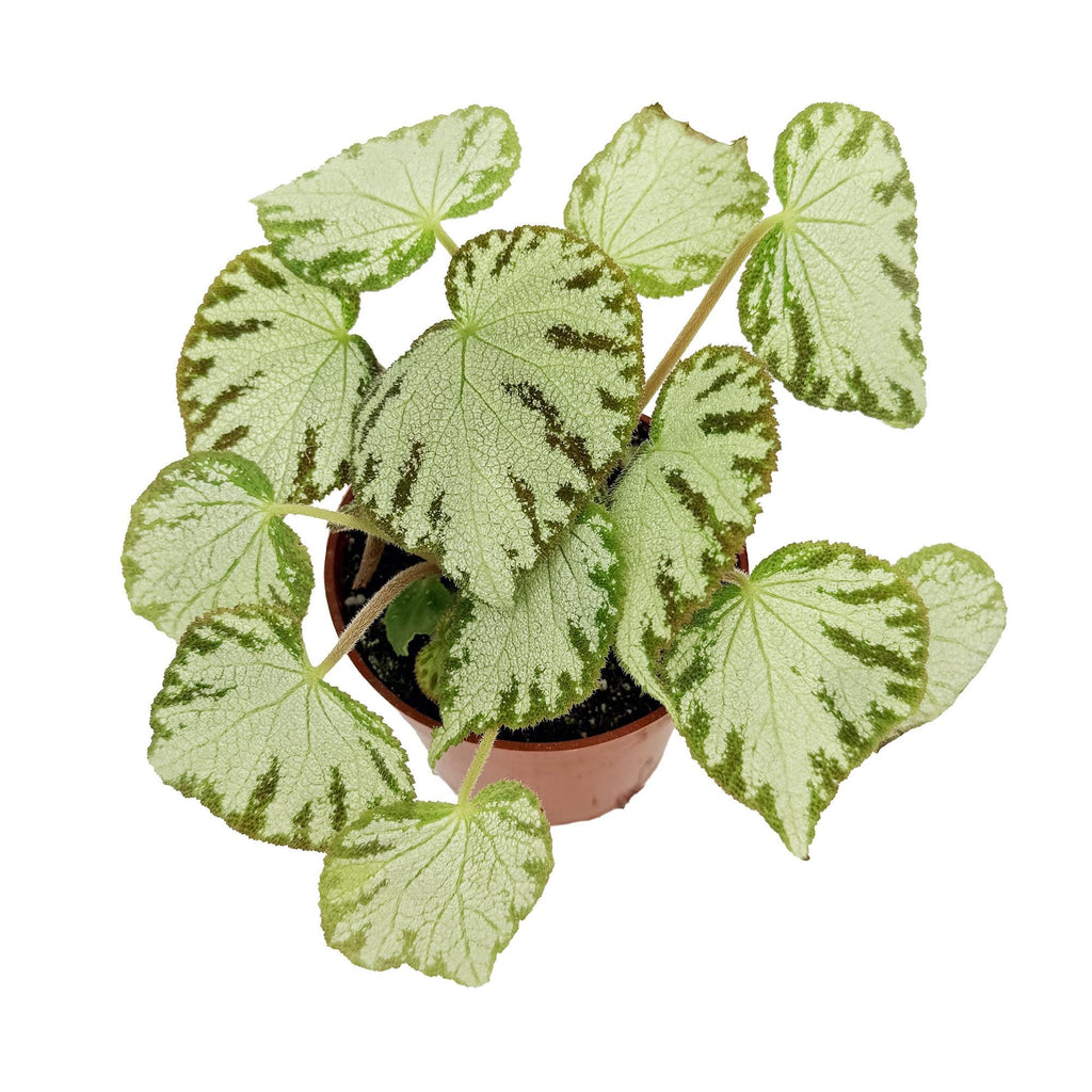 Begonia 'Silver Jewel'