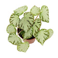 Begonia 'Silver Jewel'