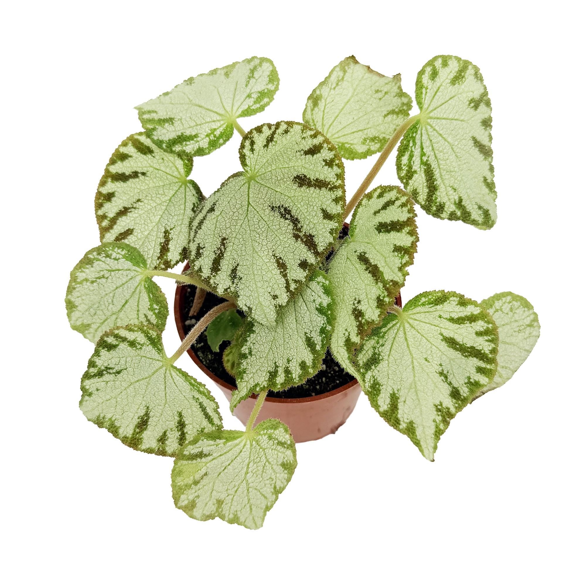 Begonia 'Silver Jewel'