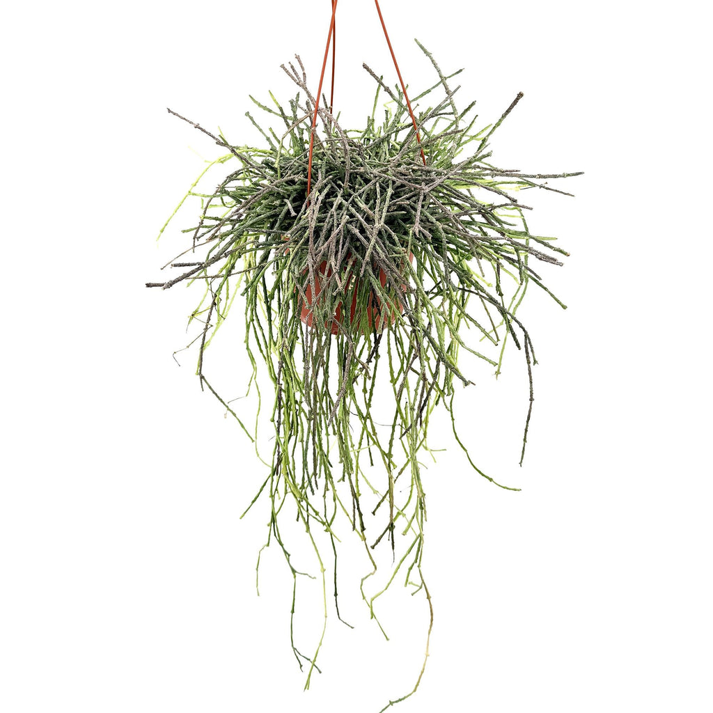 Cynanchum marnierianum 'Bundle of Sticks'