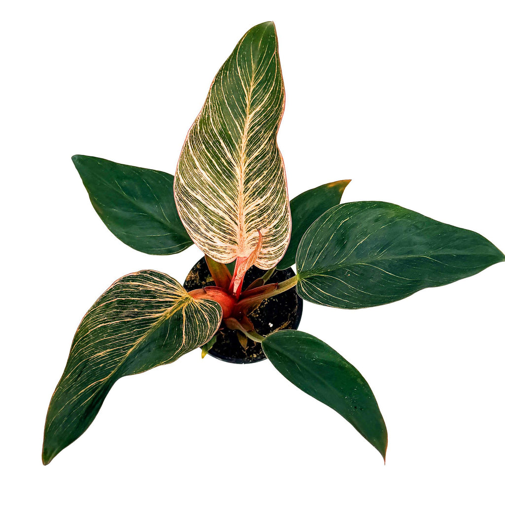 Philodendron 'Birkin Pink Variegated'