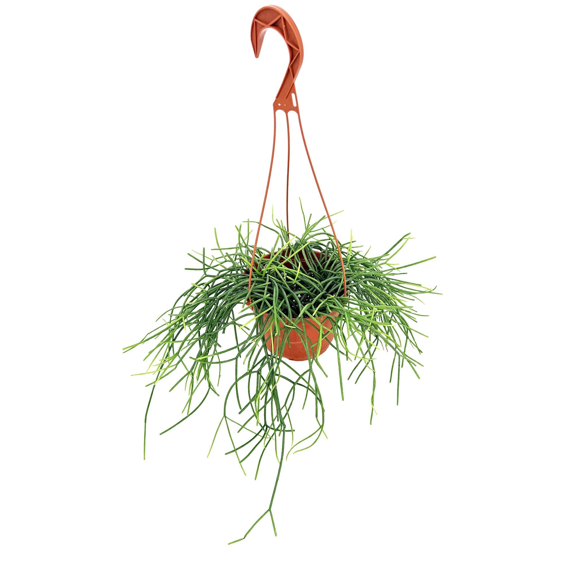 Rhipsalis floccosa