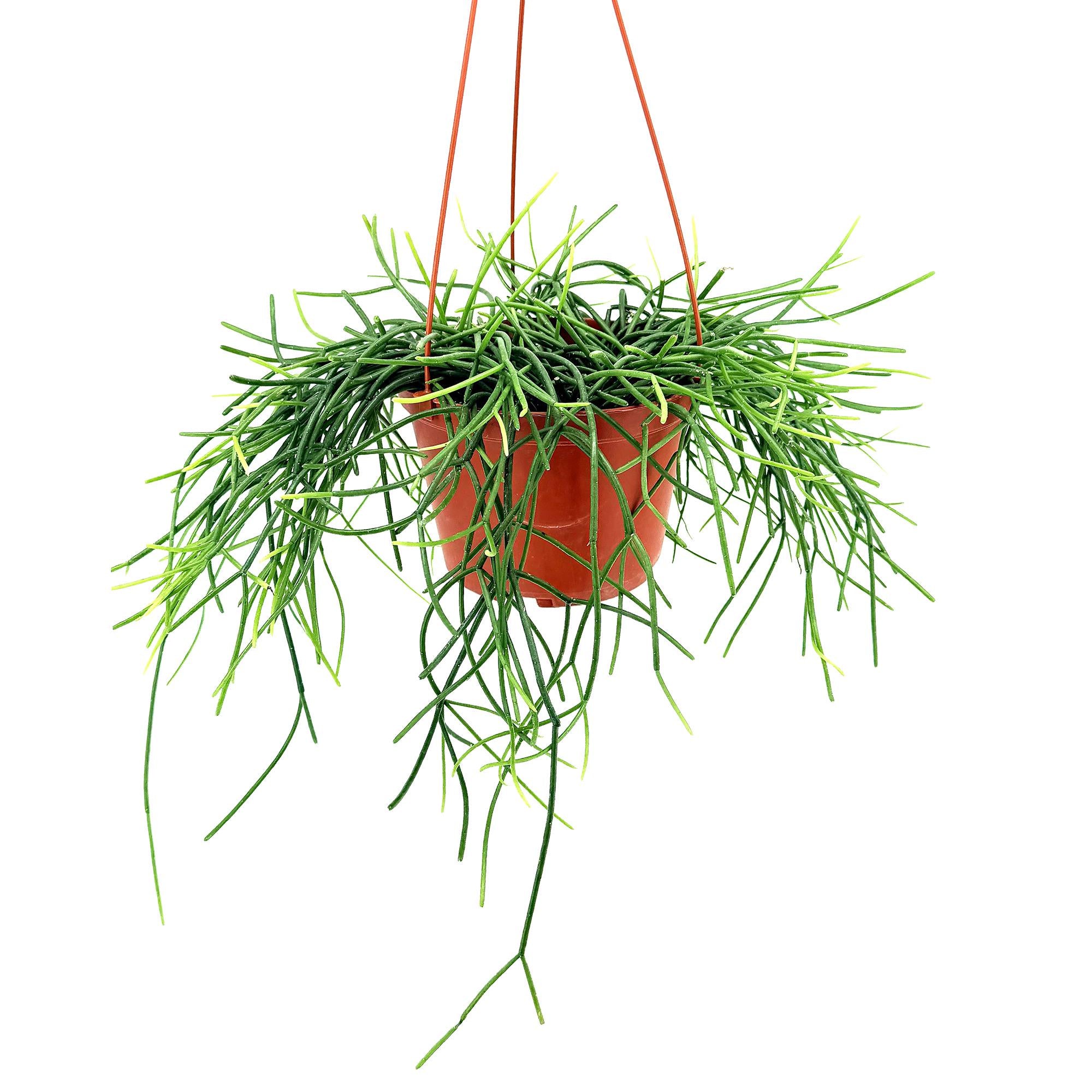 Rhipsalis floccosa