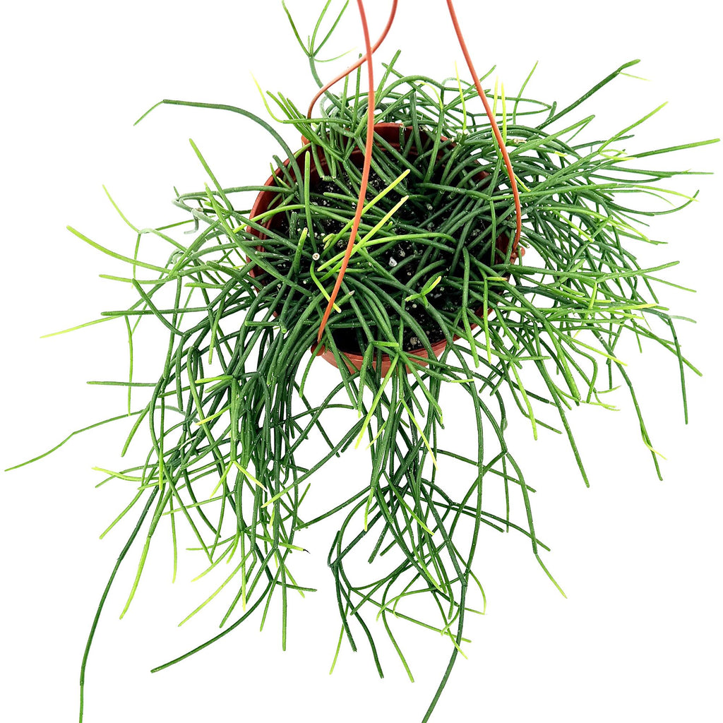 Rhipsalis floccosa