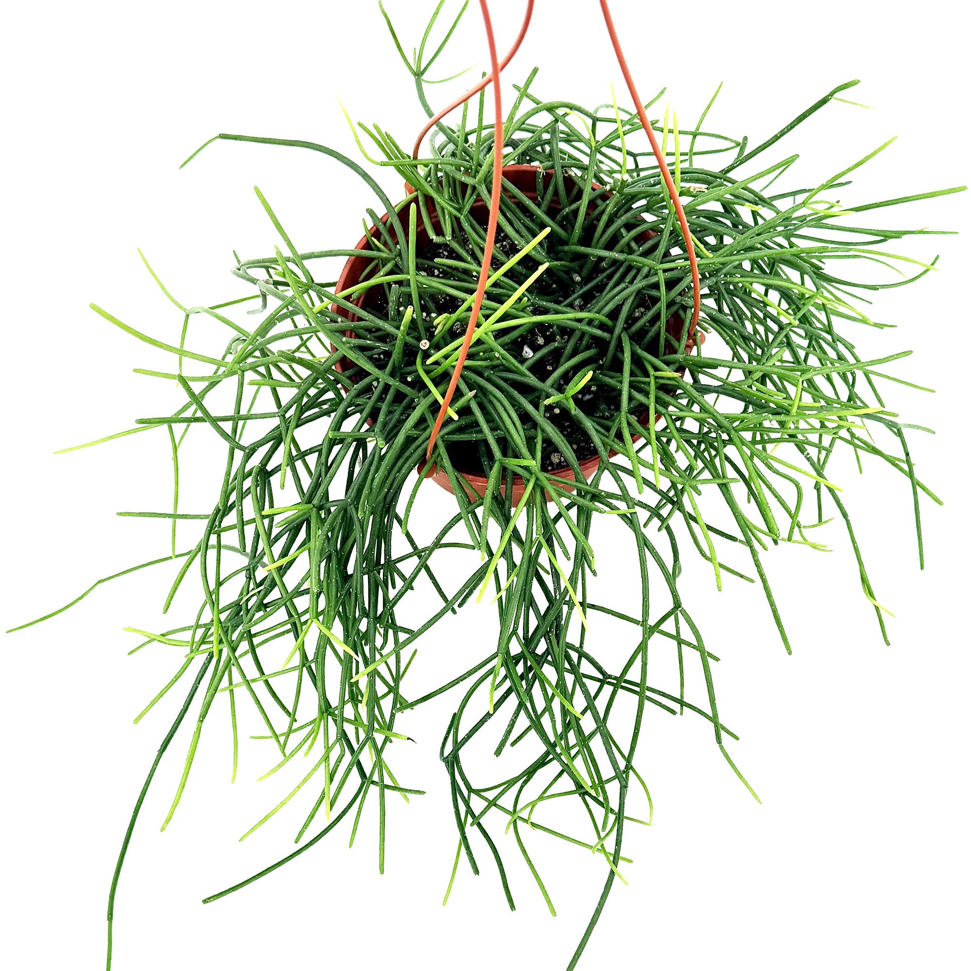 Rhipsalis floccosa