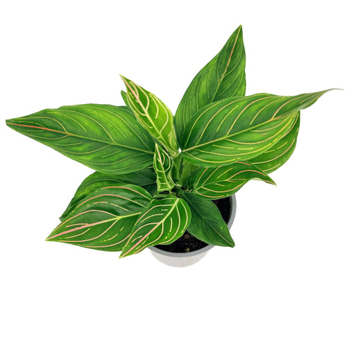 Aglaonema ‘Red Vein'
