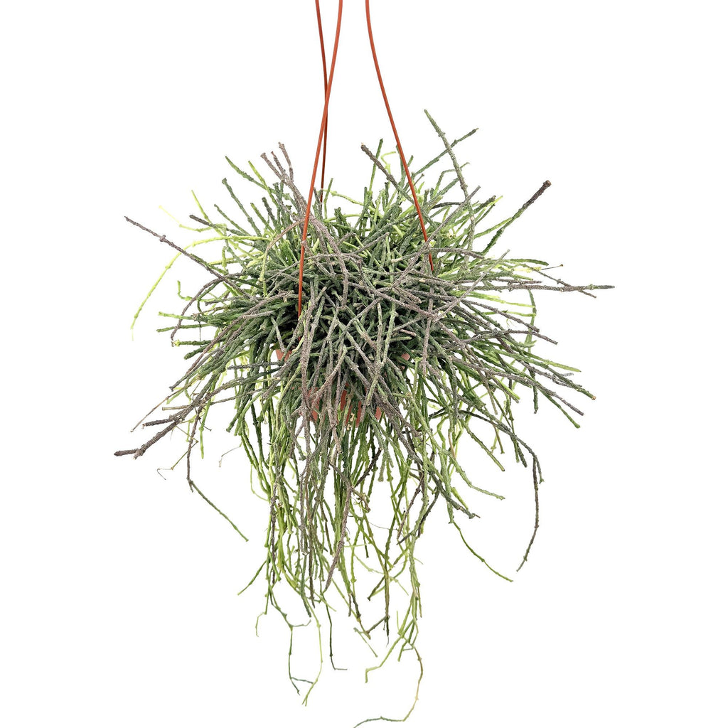 Cynanchum marnierianum 'Bundle of Sticks'
