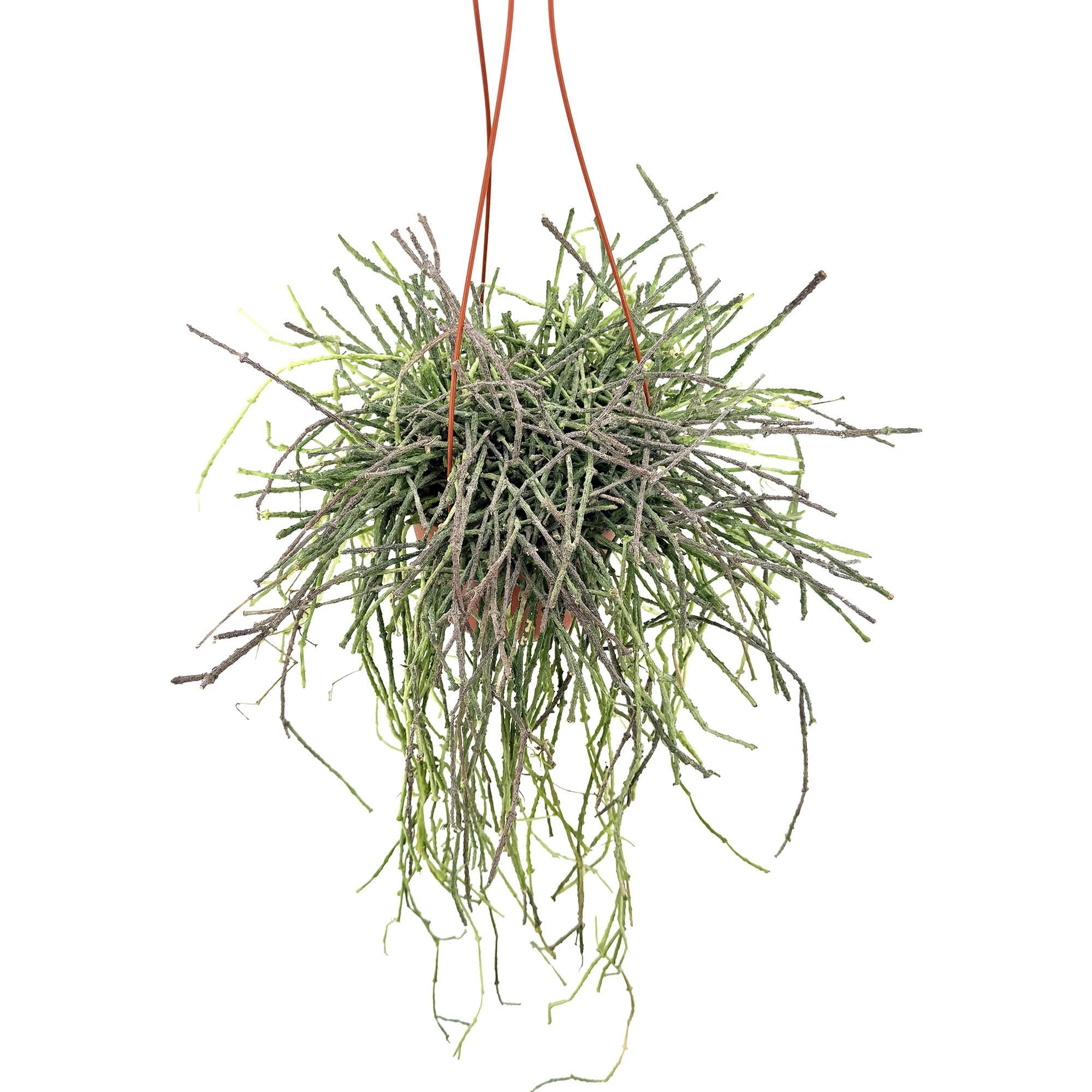 Cynanchum marnierianum 'Bundle of Sticks'