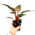 Philodendron 'Birkin Pink Variegated'
