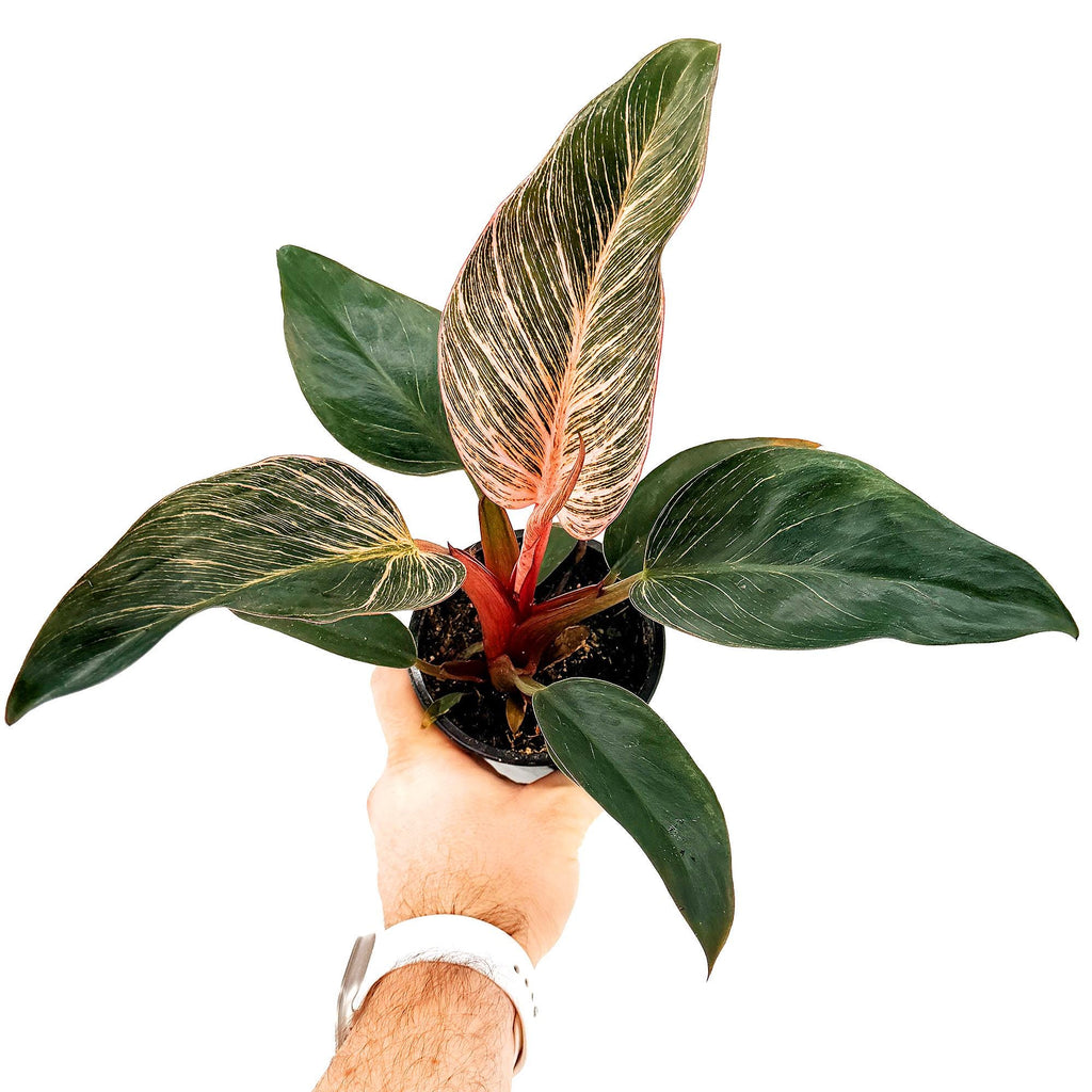 Philodendron 'Birkin Pink Variegated'