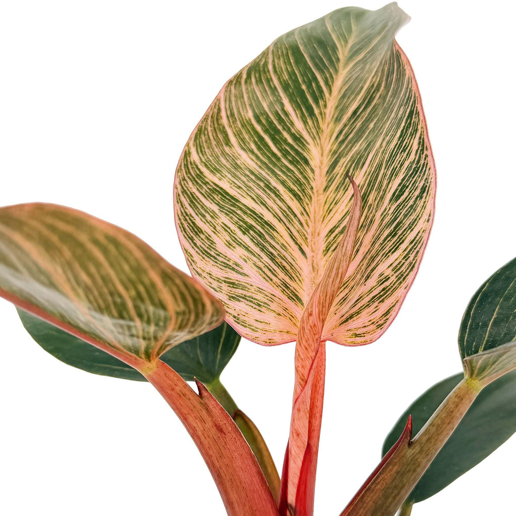 Philodendron 'Birkin Pink Variegated'