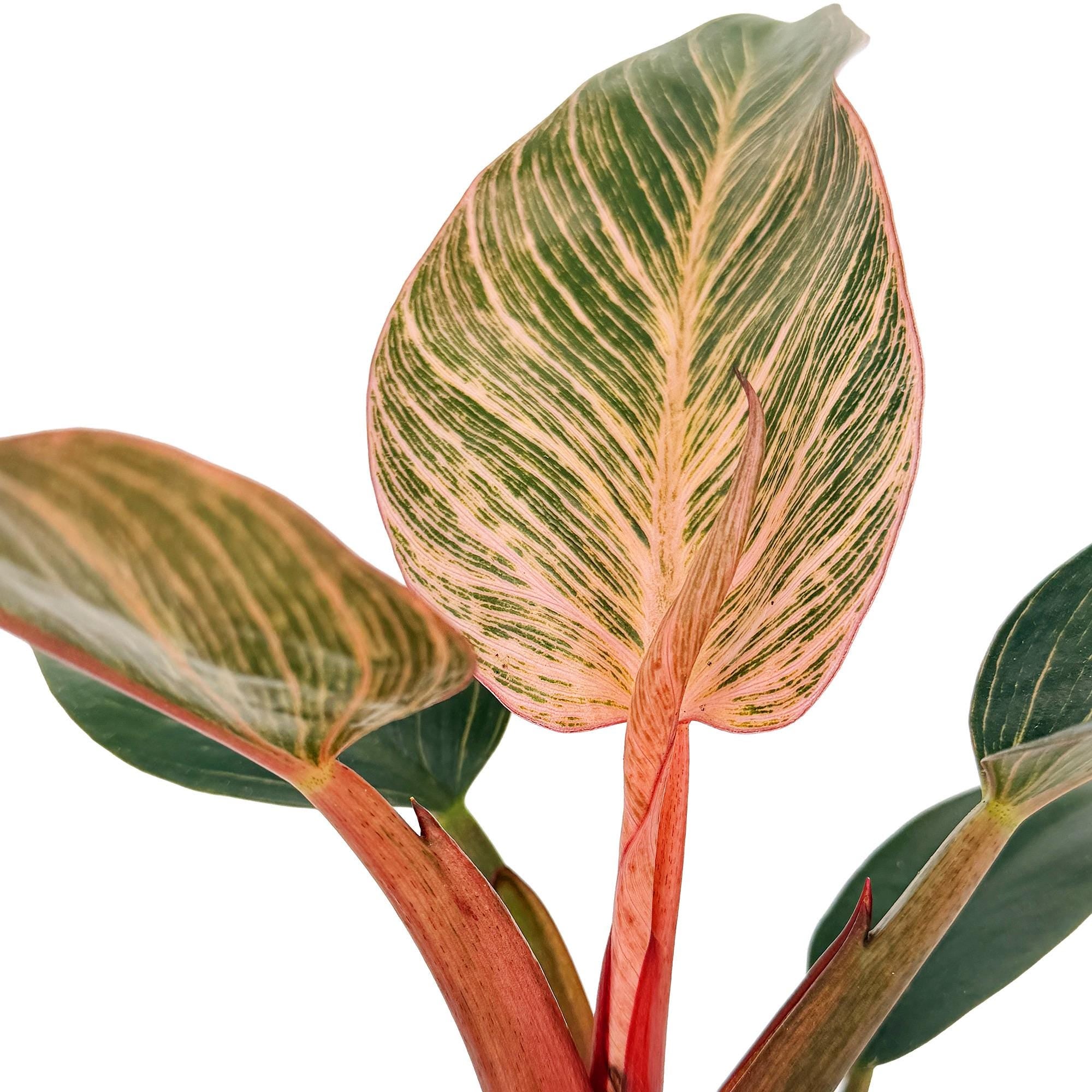 Philodendron 'Birkin Pink Variegated'