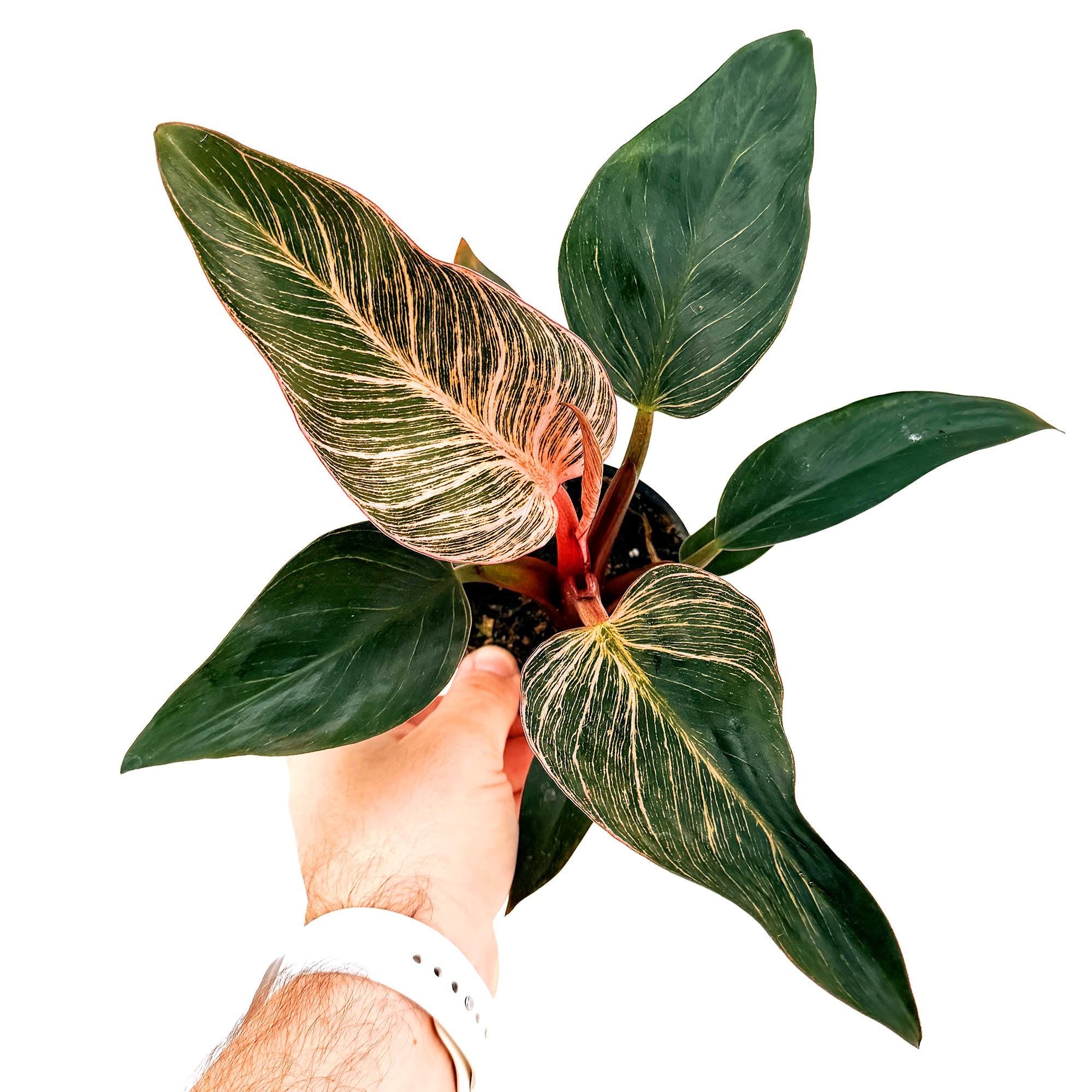 Philodendron 'Birkin Pink Variegated'