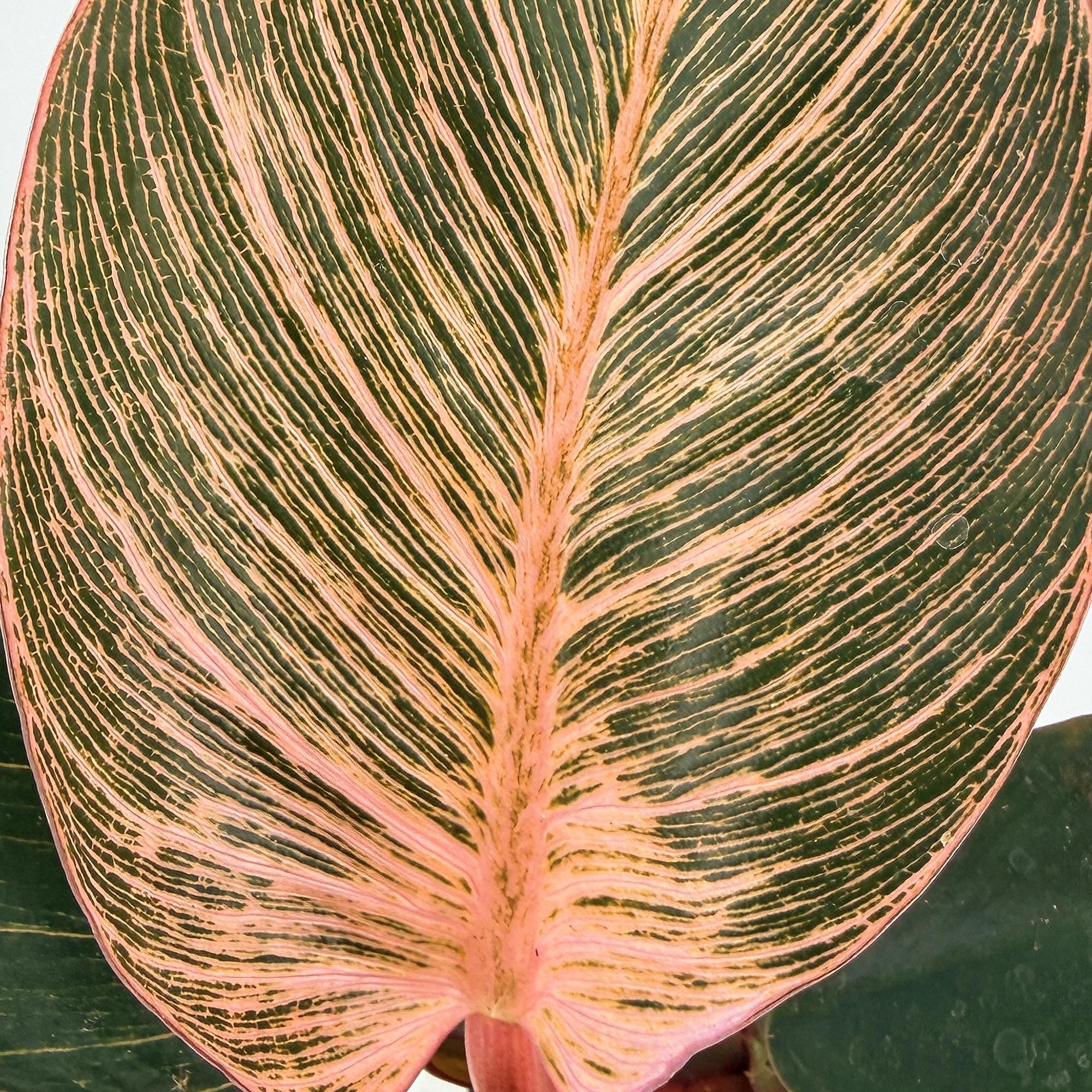Philodendron 'Birkin Pink Variegated'