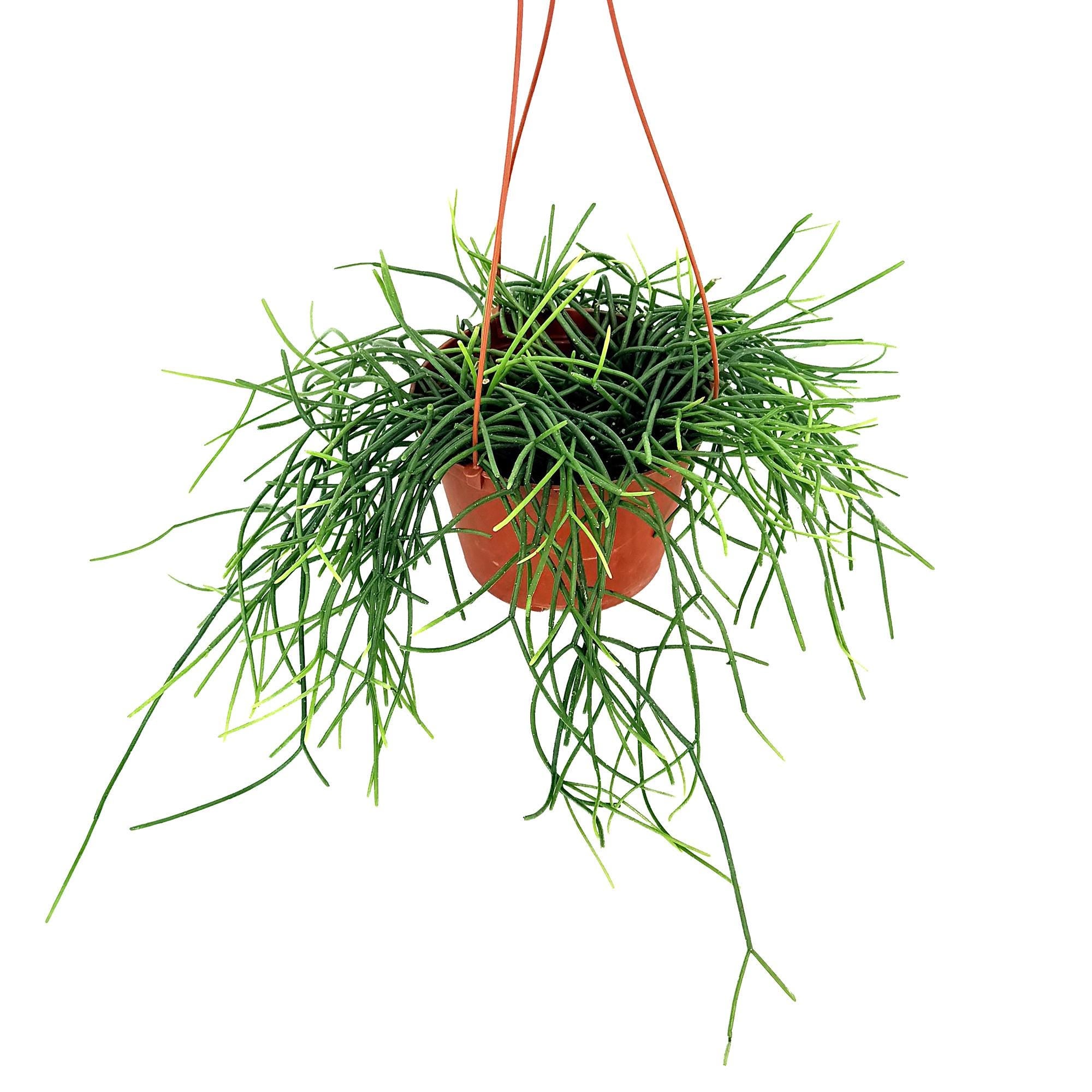 Rhipsalis floccosa