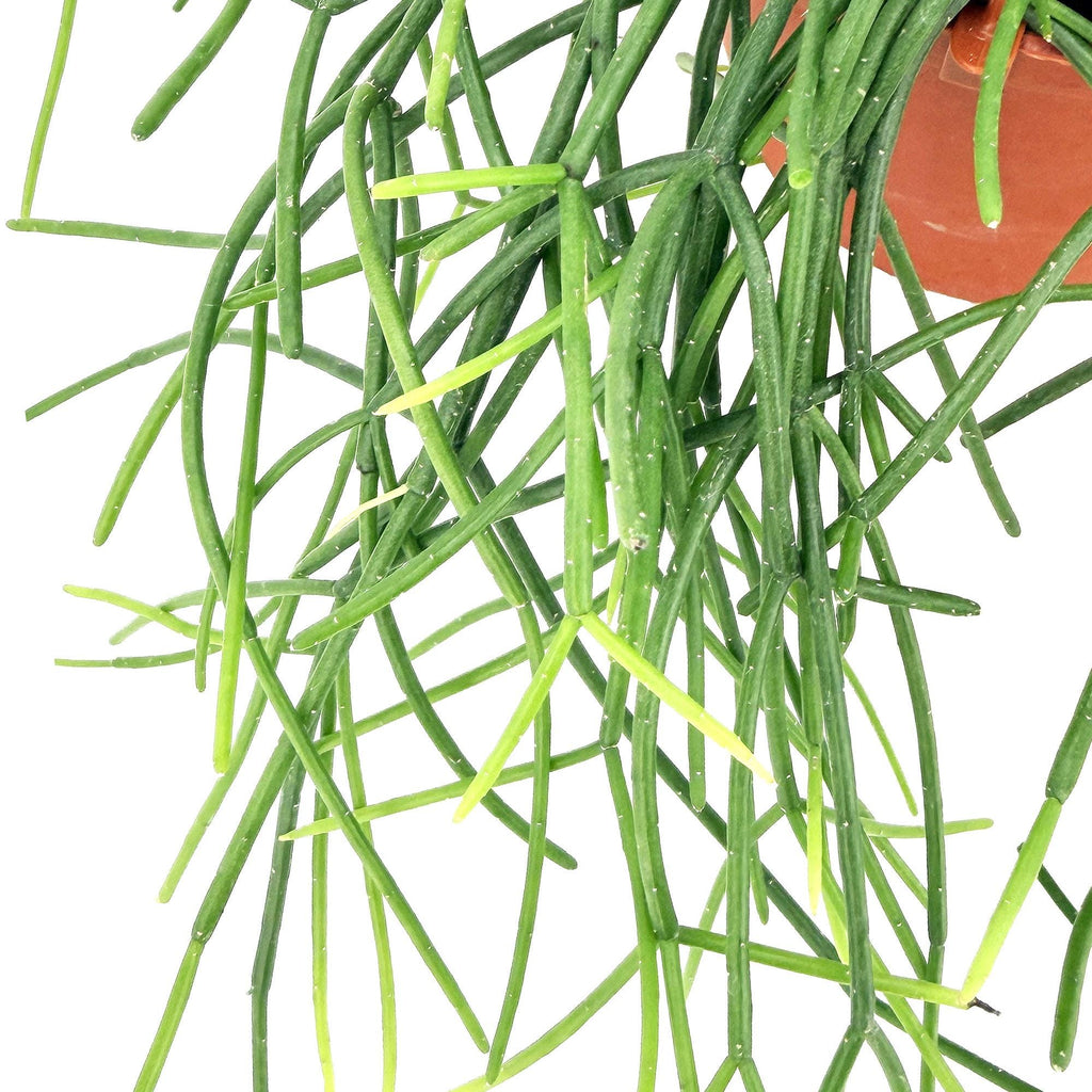 Rhipsalis floccosa