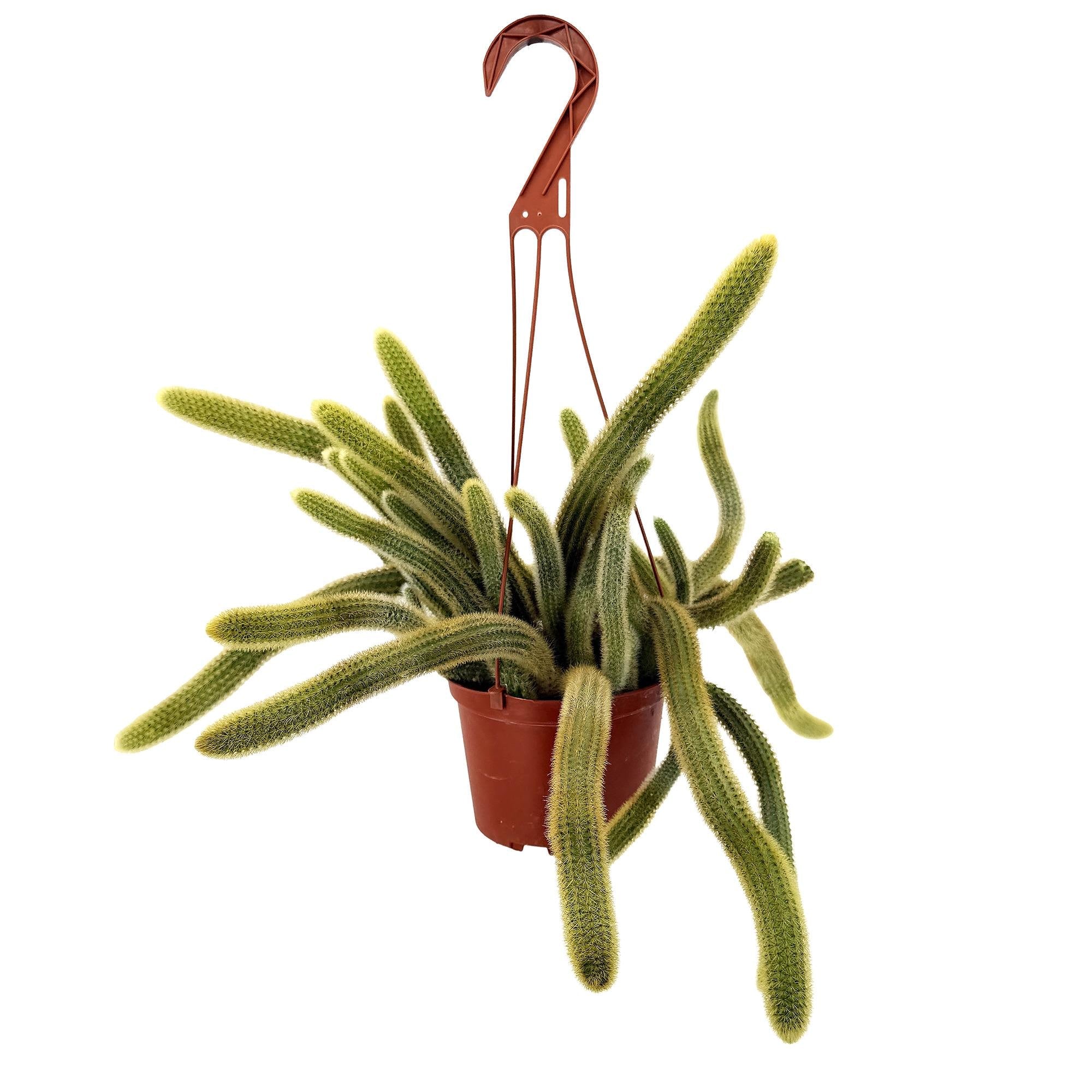 Cleistocactus winteri 'Golden Rat Tail Cactus'