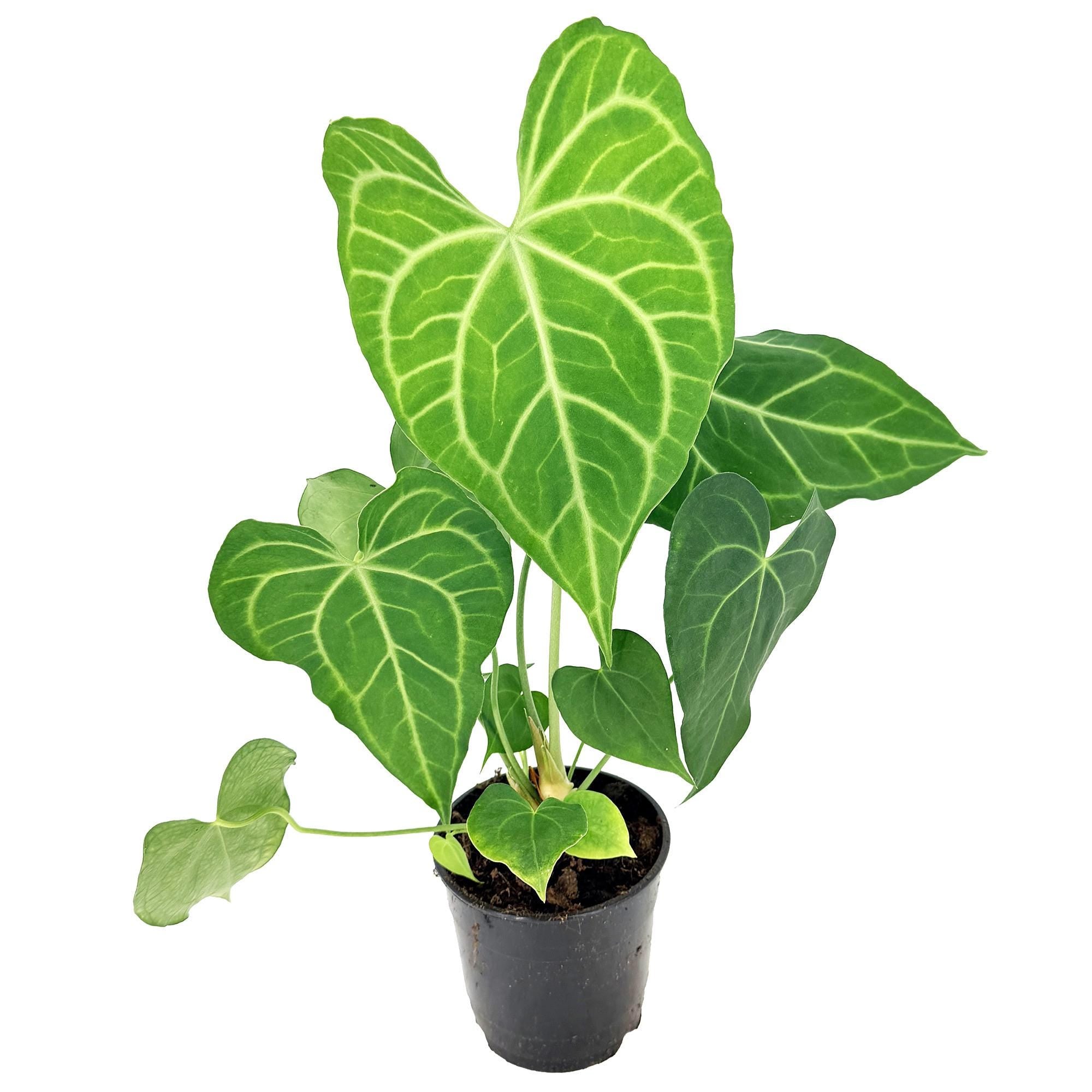 Anthurium clarinervium x sulanjana 'King of Clarinervium'