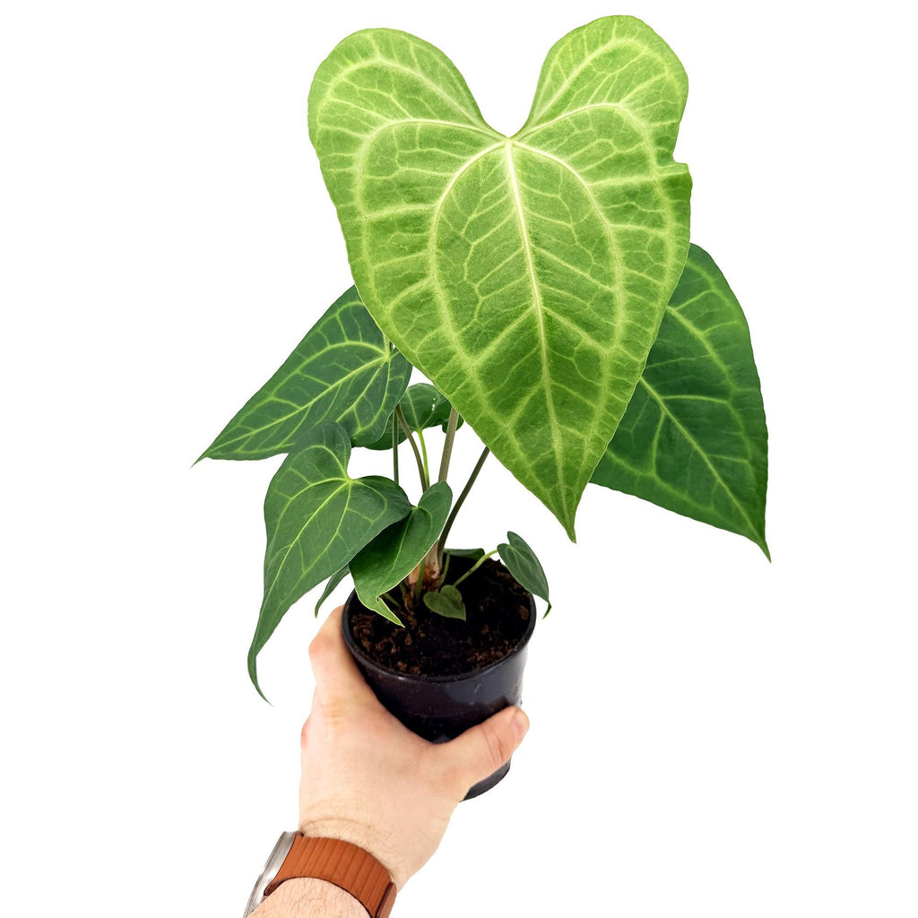 Anthurium clarinervium x sulanjana 'King of Clarinervium'