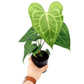 Anthurium clarinervium x sulanjana 'King of Clarinervium'