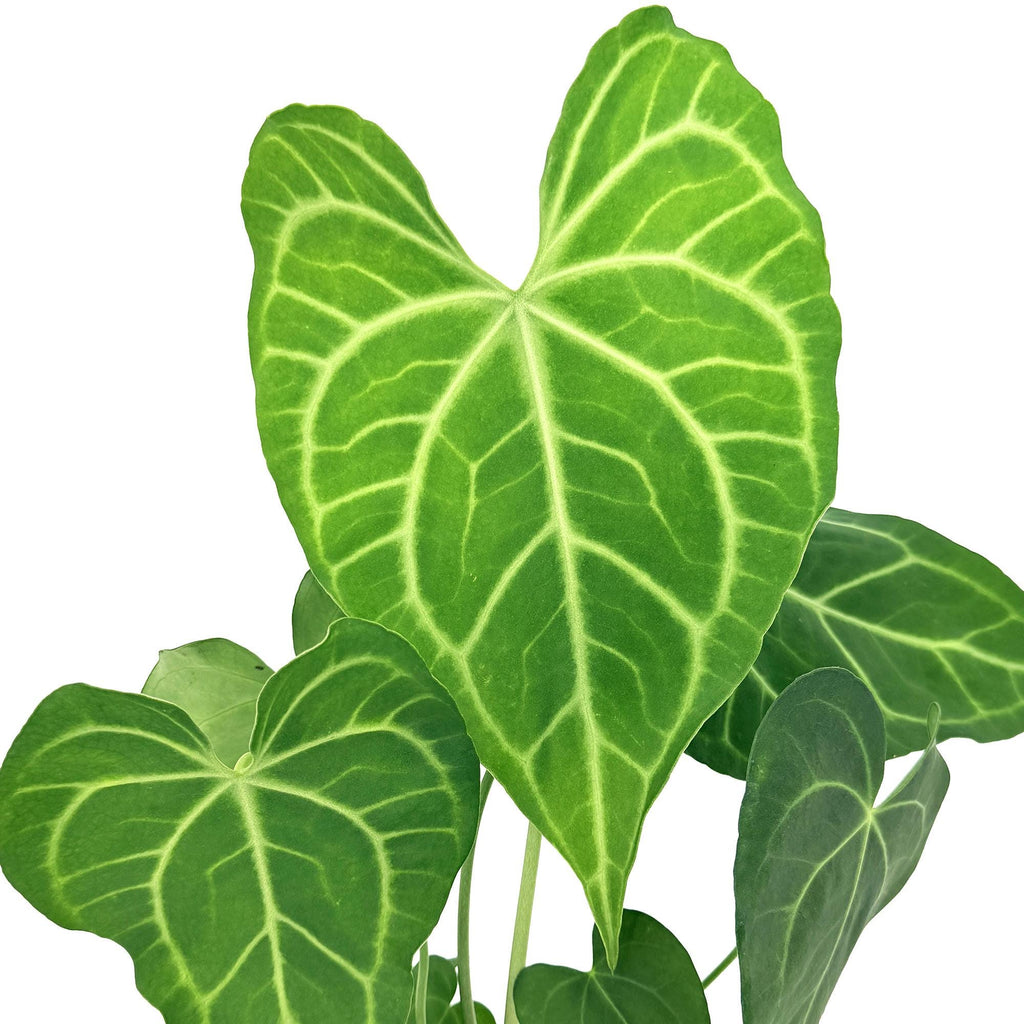 Anthurium clarinervium x sulanjana 'King of Clarinervium'