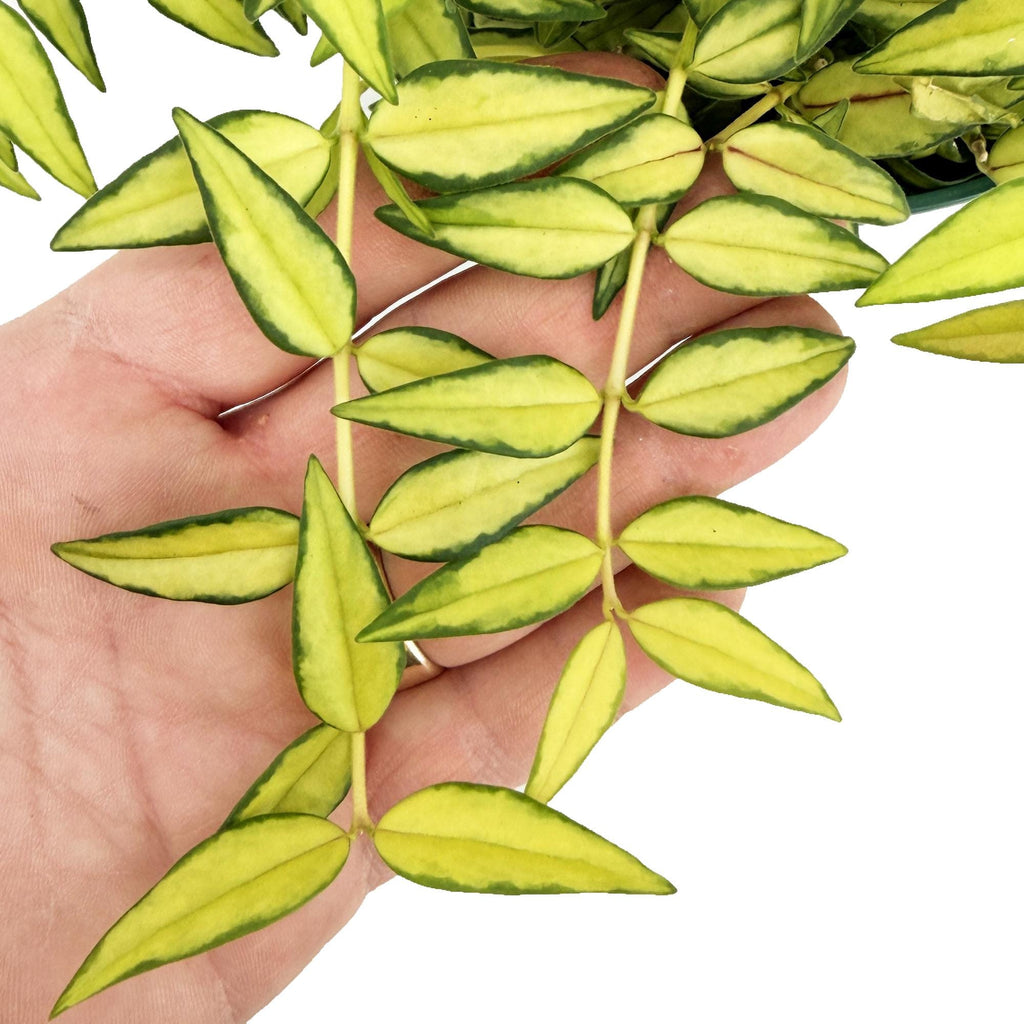 Hoya Bella ‘Luis Bois’