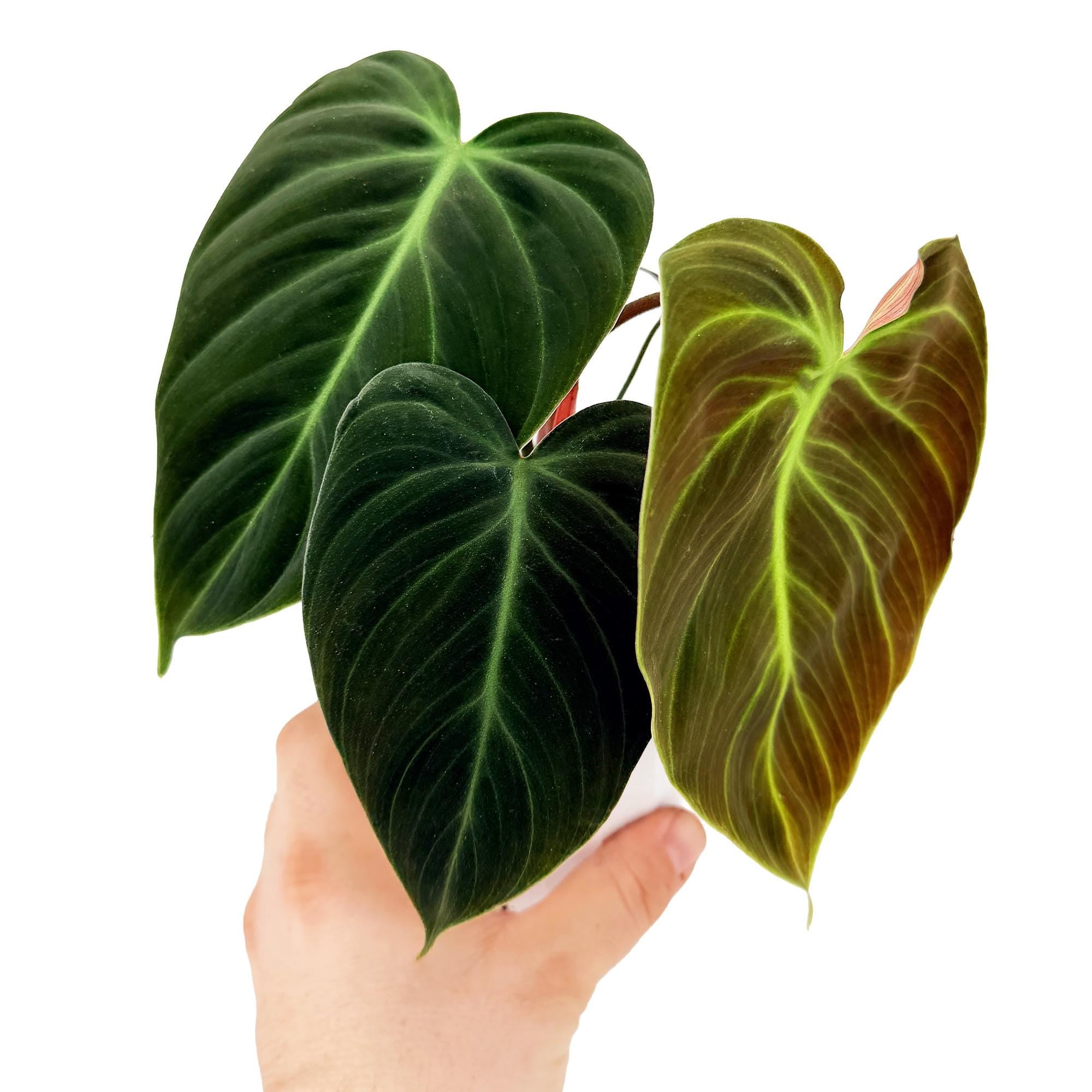 Philodendron 'El Choco Red'