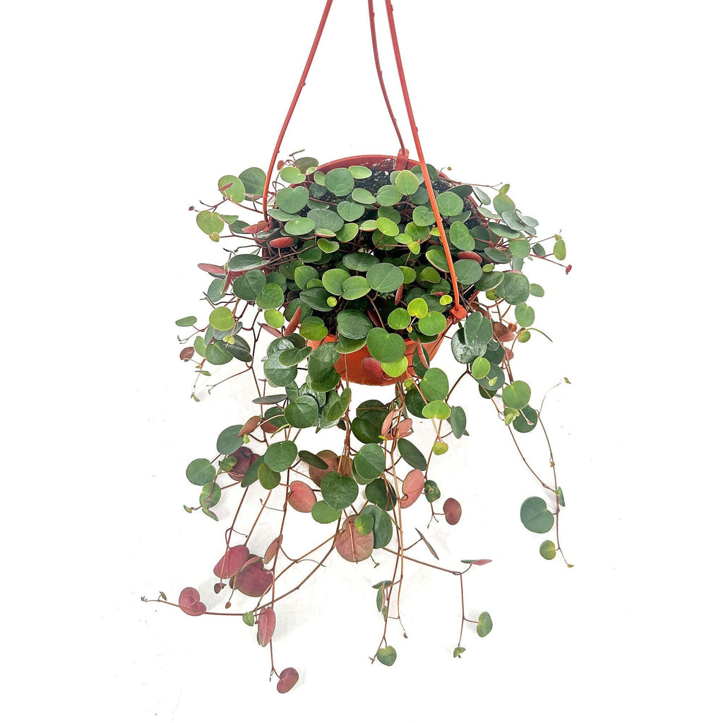 Peperomia ‘Ruby Cascade’