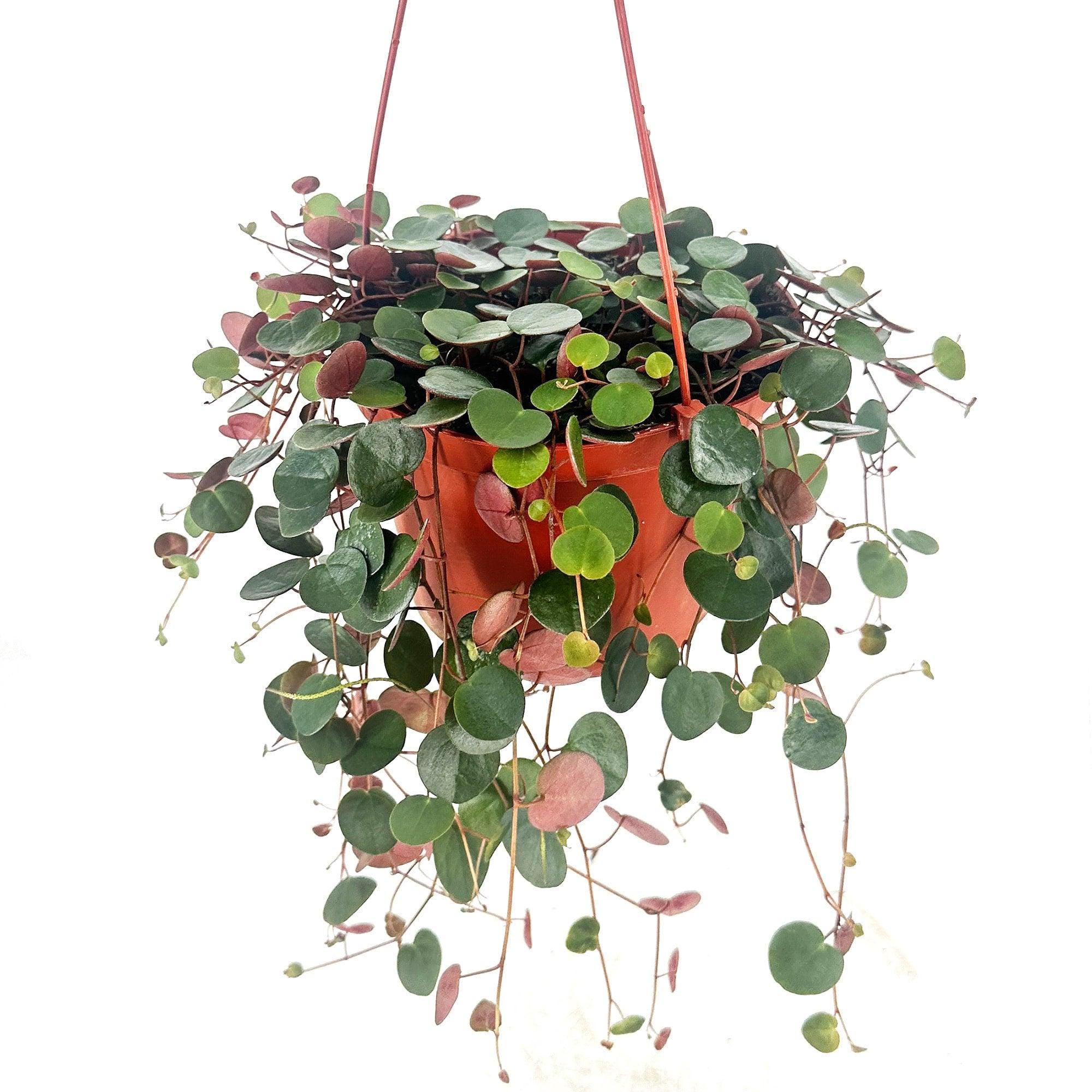 Peperomia ‘Ruby Cascade’