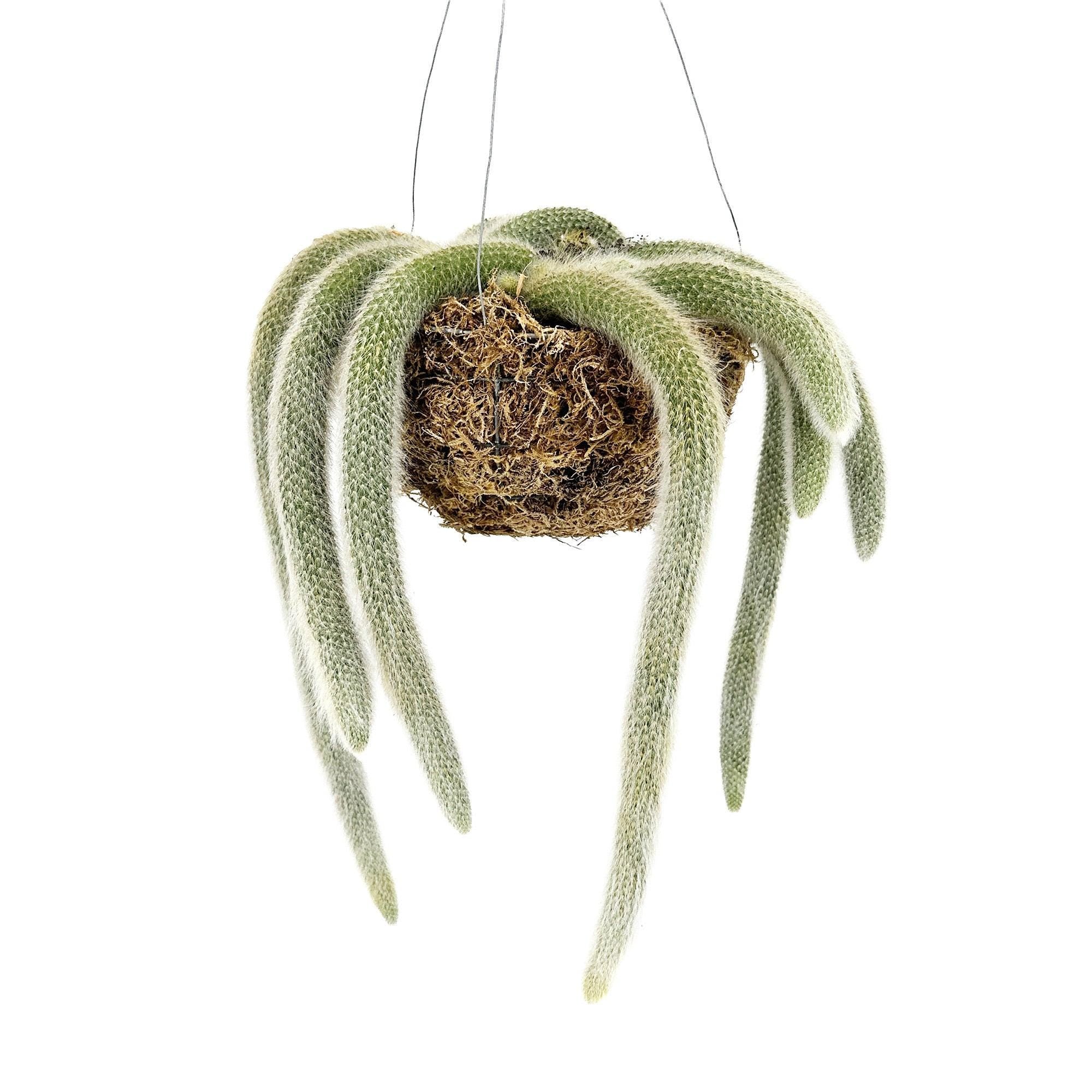 Hildewintera colademononis 'Monkey Tail Cactus'