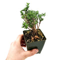 Trichodiadema bulbosum 'African Bonsai'