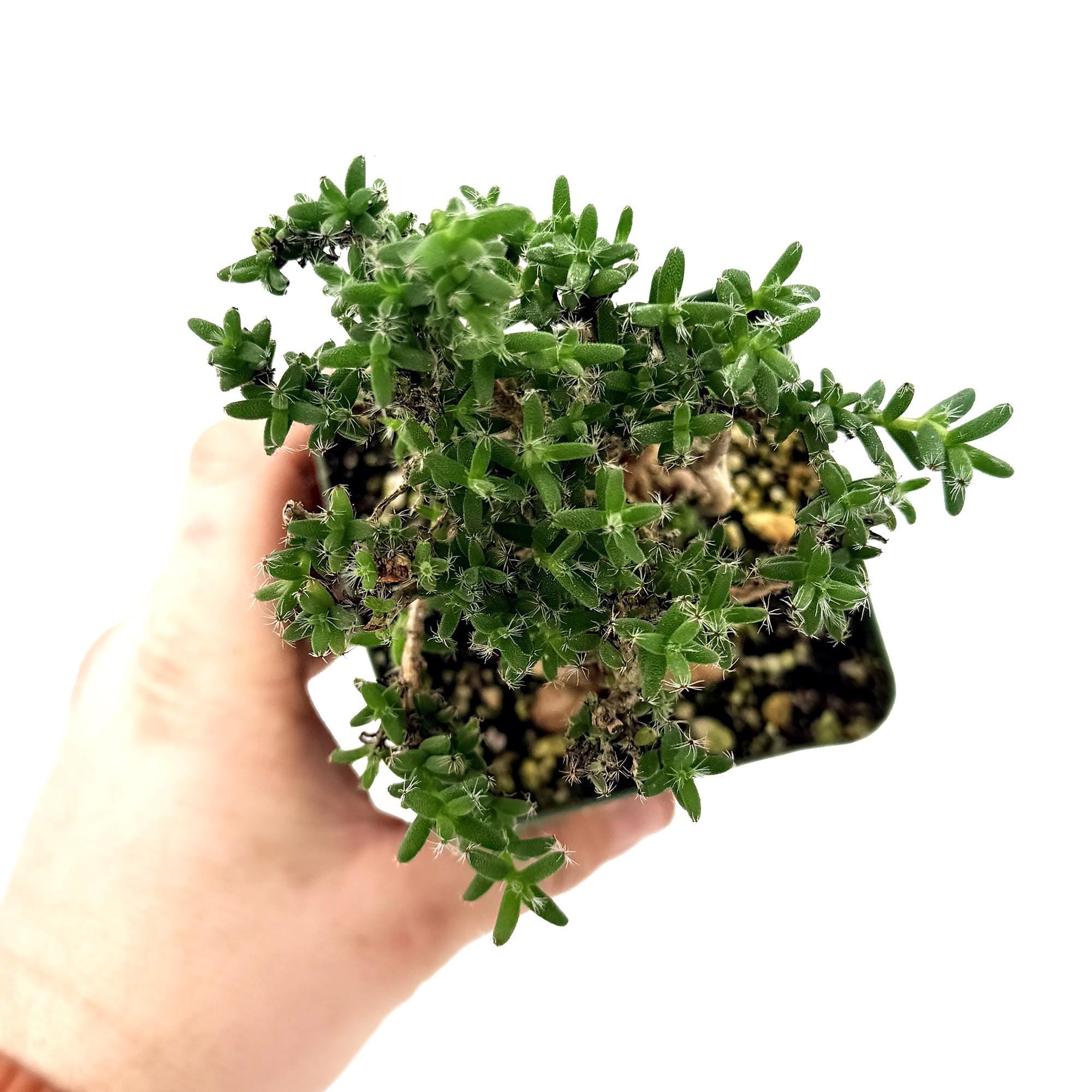 Trichodiadema bulbosum 'African Bonsai'