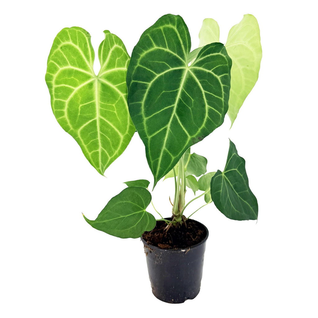 Anthurium clarinervium x sulanjana 'King of Clarinervium'